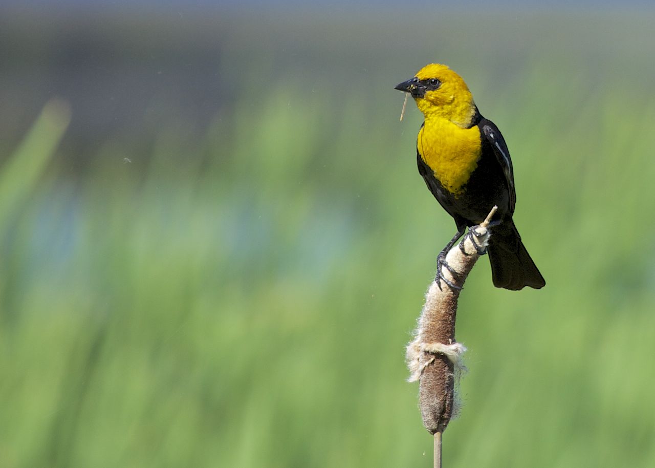 A male yellow-headed blackbird with a dragonfly.