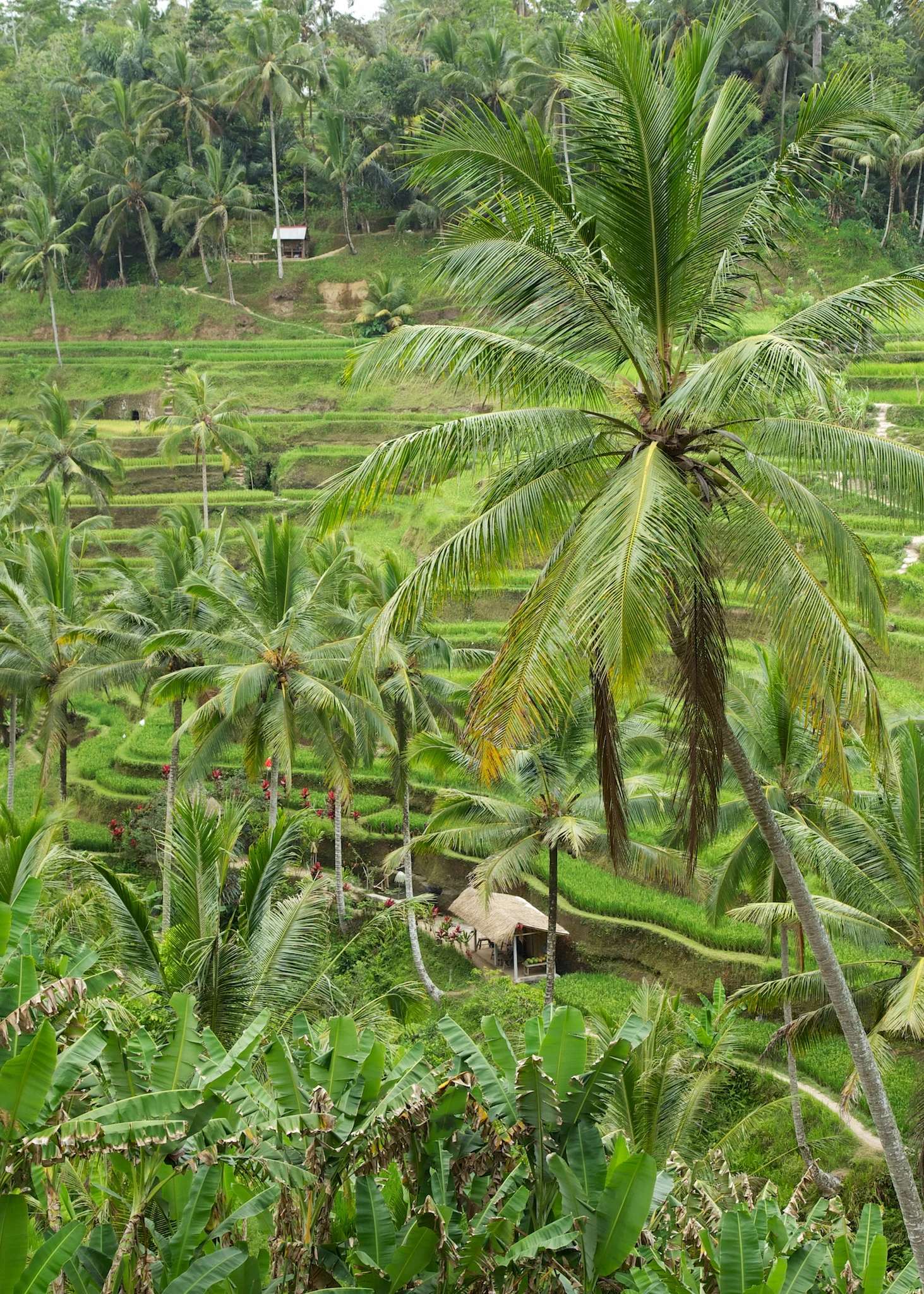 Palm trees and rice paddies in Balli. A totally different world.