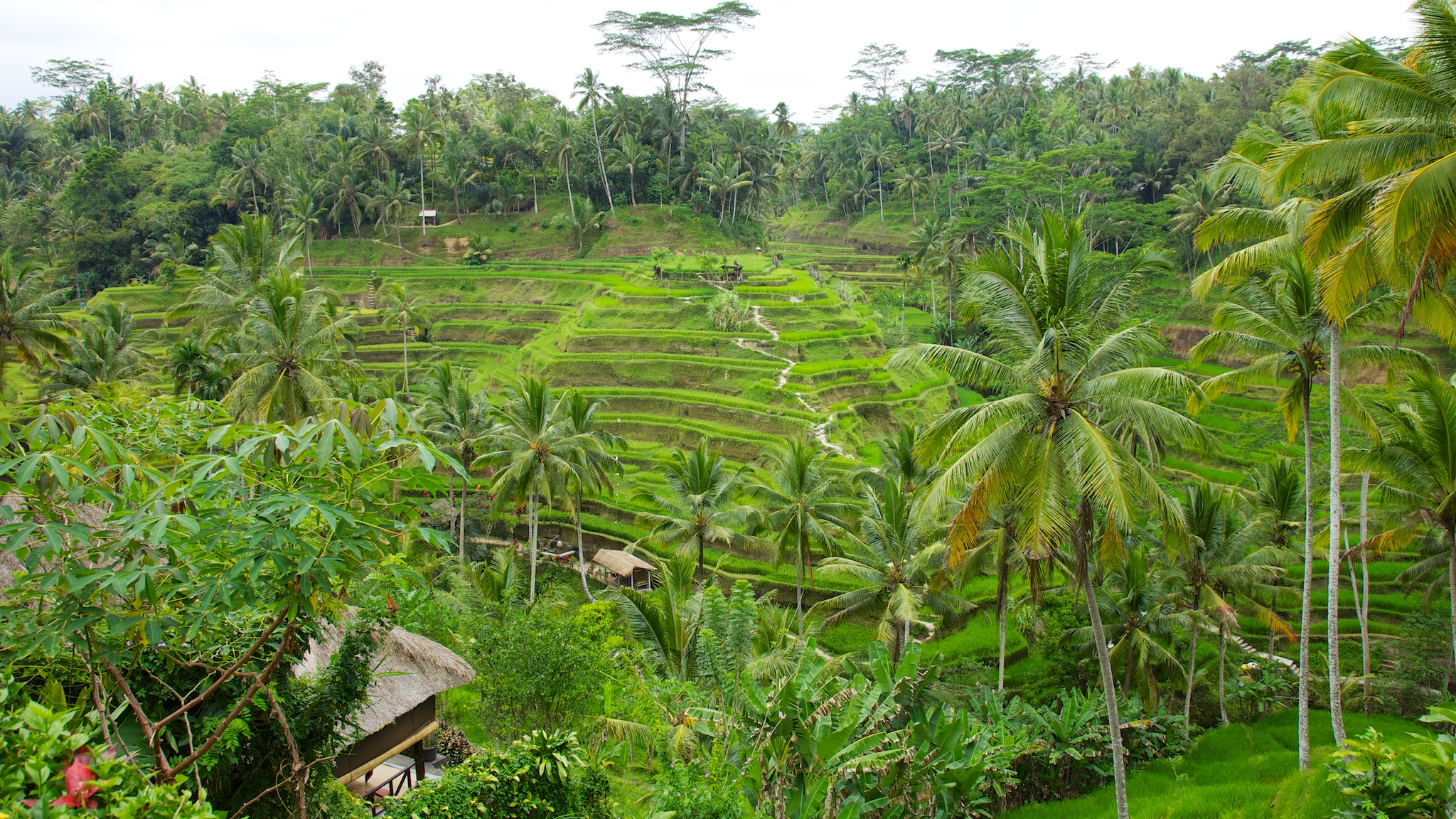Bali 36233.jpg