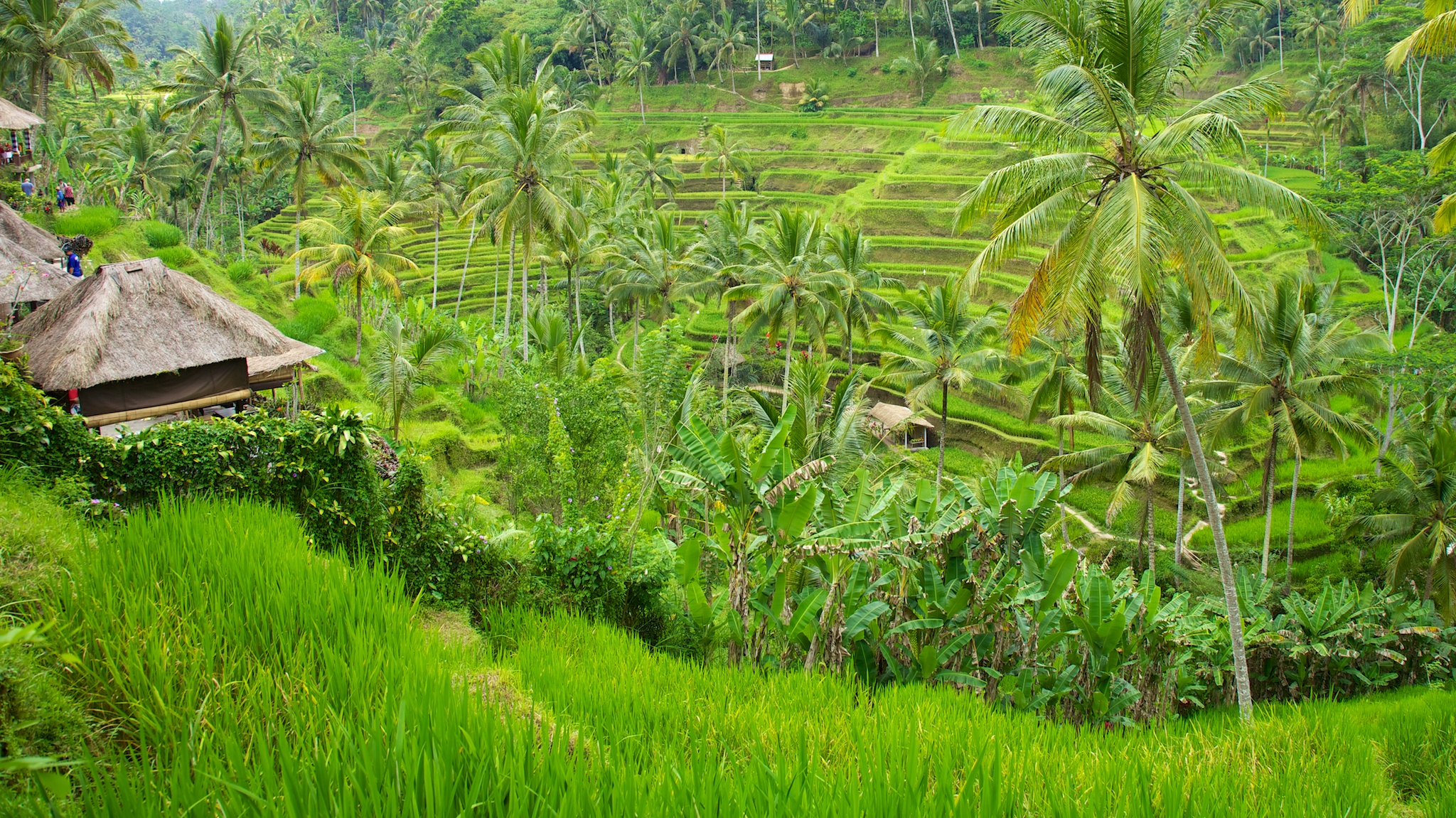 Bali 36234.jpg