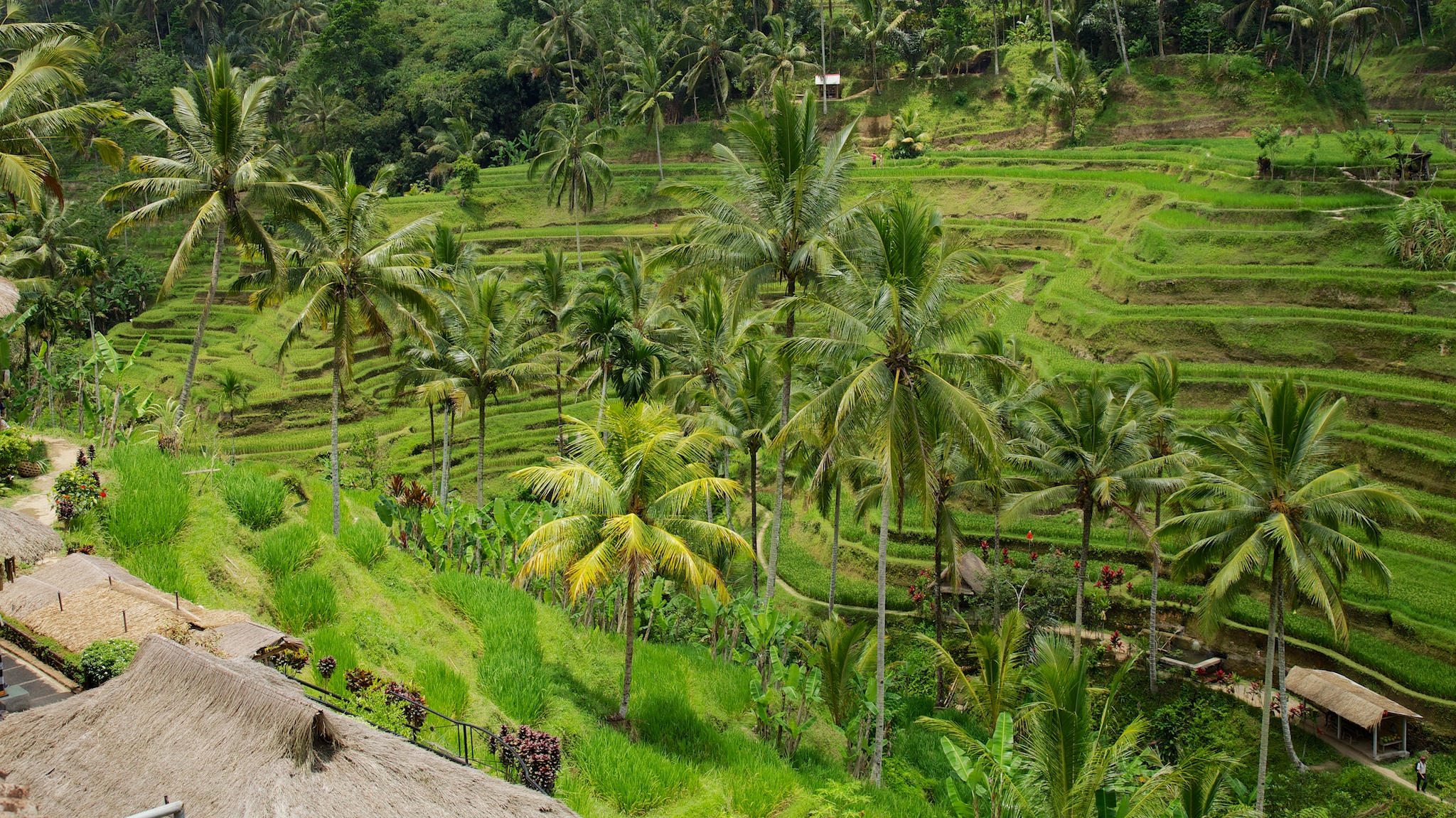 Bali 36238.jpg