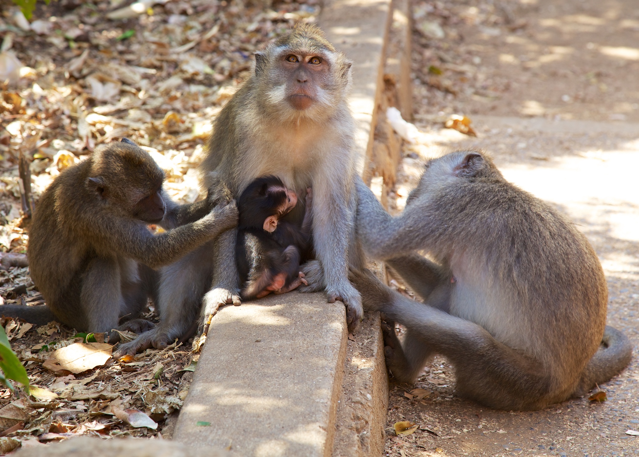 While cute, the monkeys are quite aggressive, and can cause some damage.