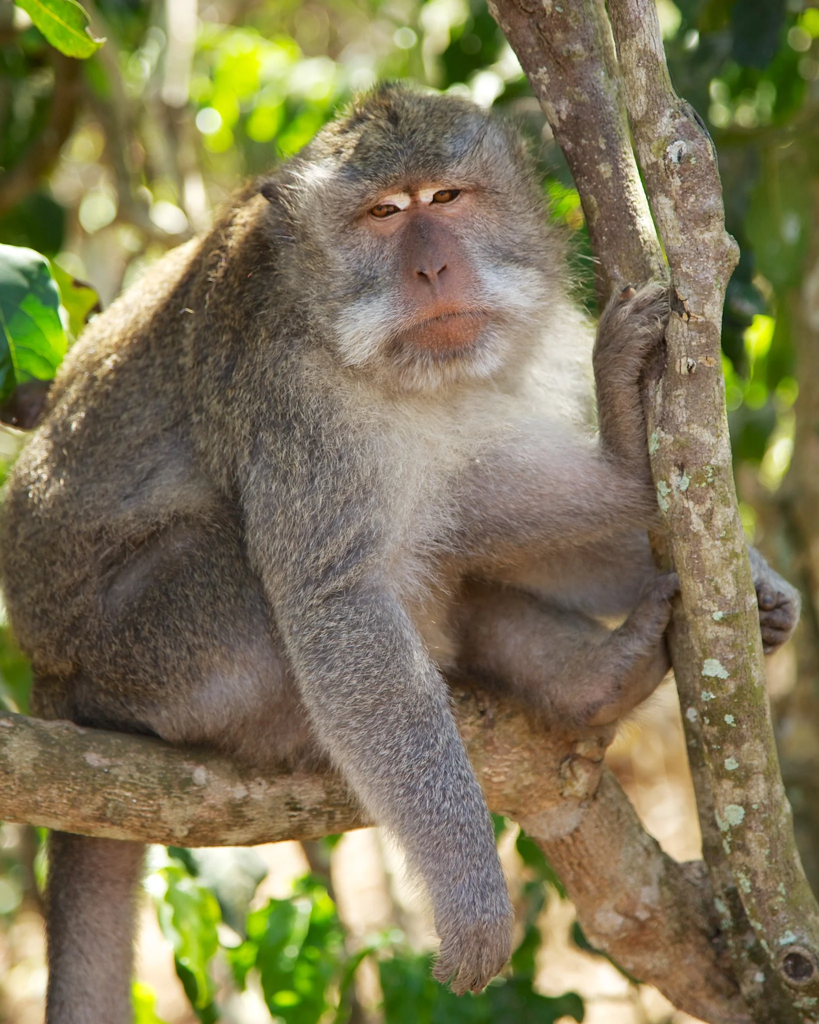 Bali 36269.jpg