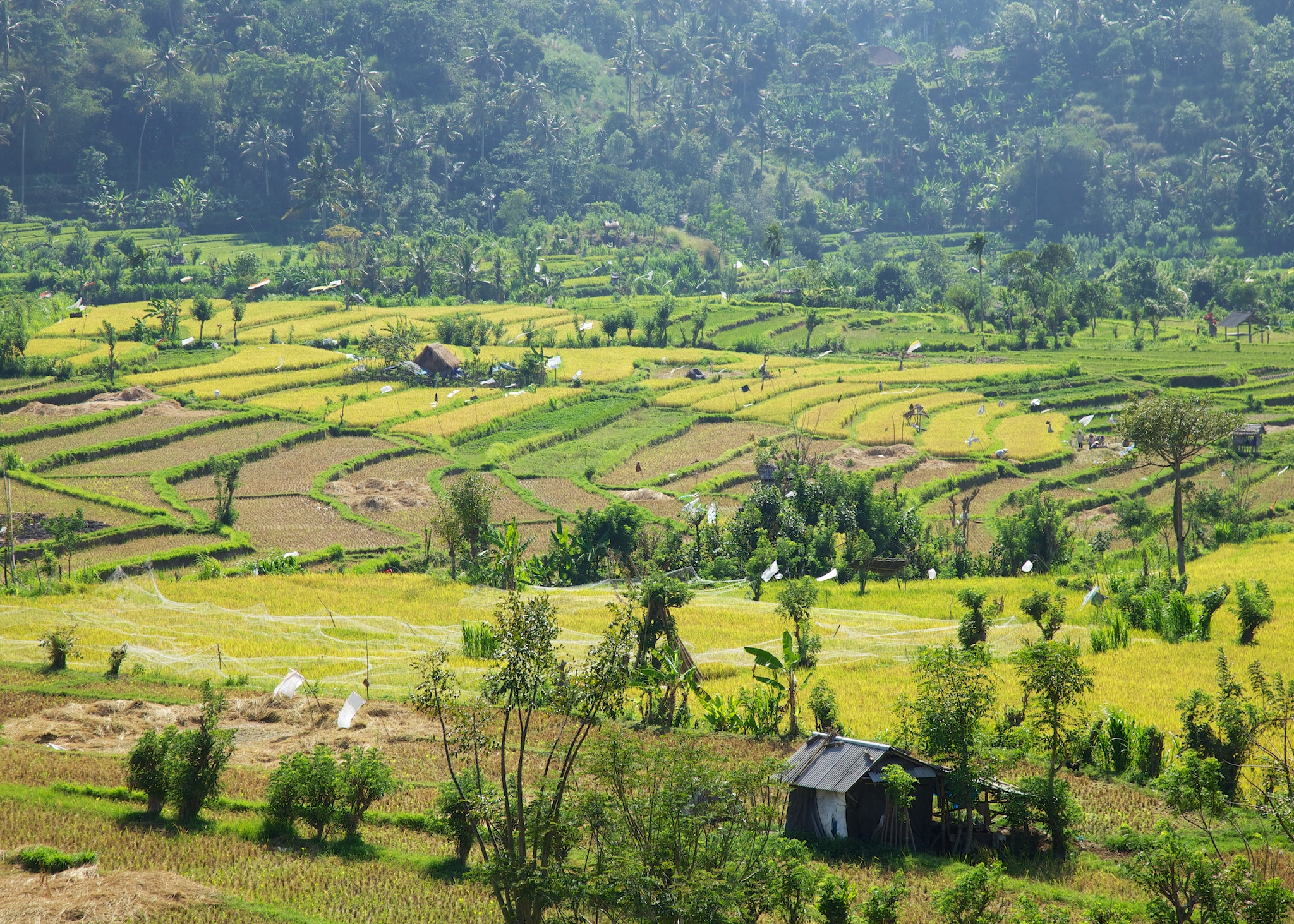 The colour of the fields drew my eye along the way to the dive site.
