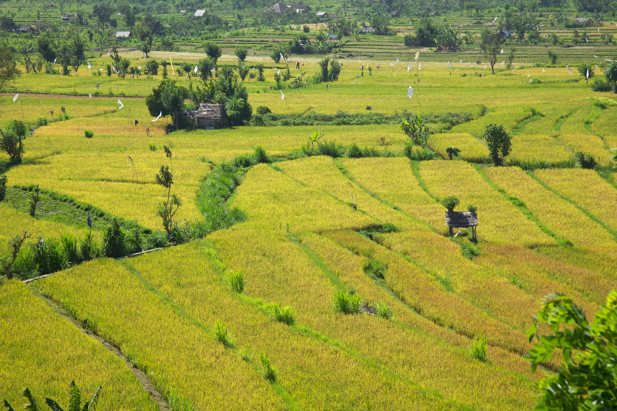 The patch-work quality of the fields really comes across as you have a look at the fields from a bit of elevation.