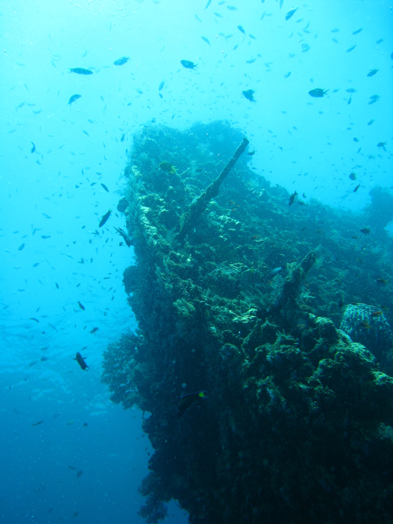 The superstructure of the Liberty, surrounded in the ample sea life.