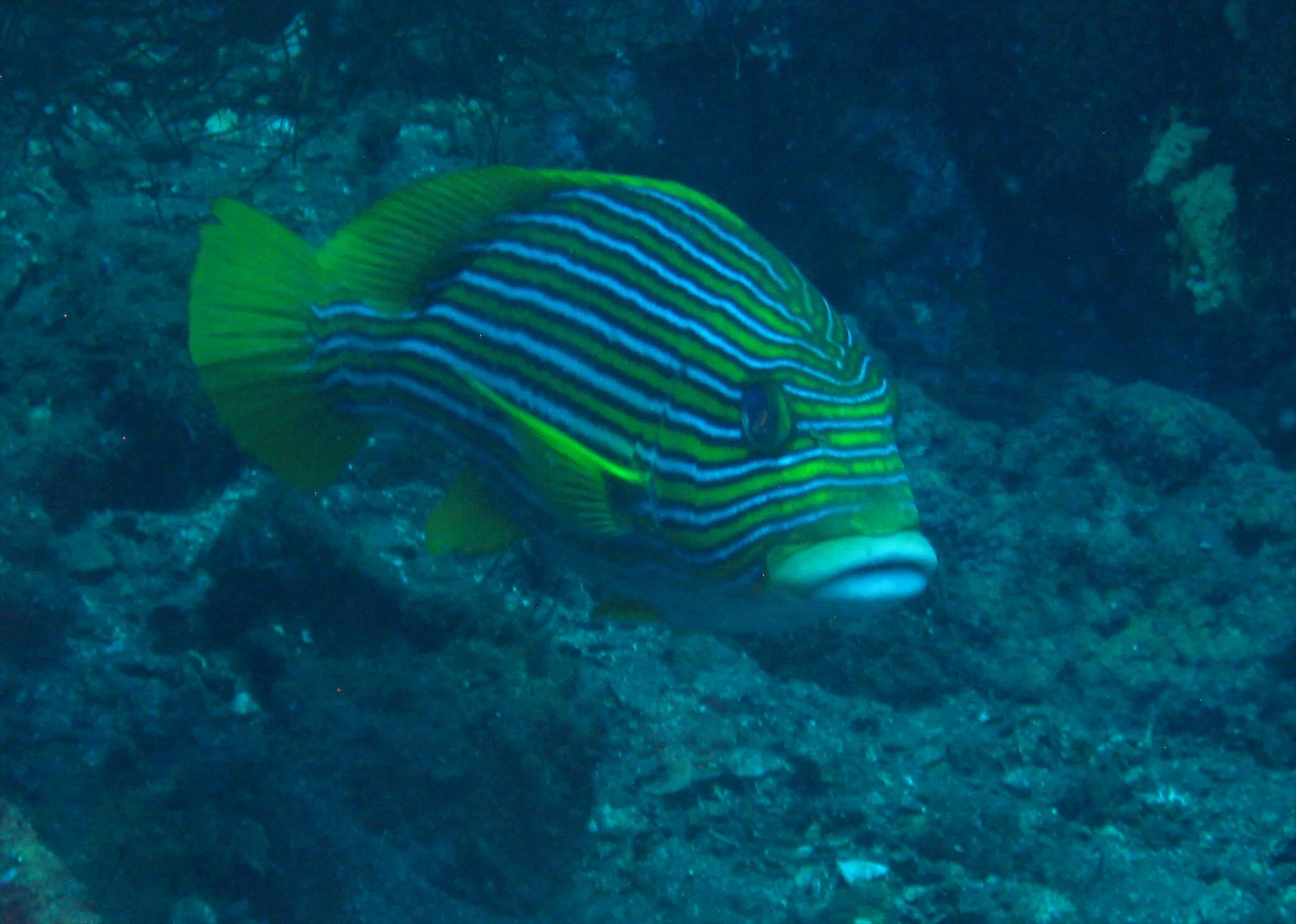 Bali  36306.jpg