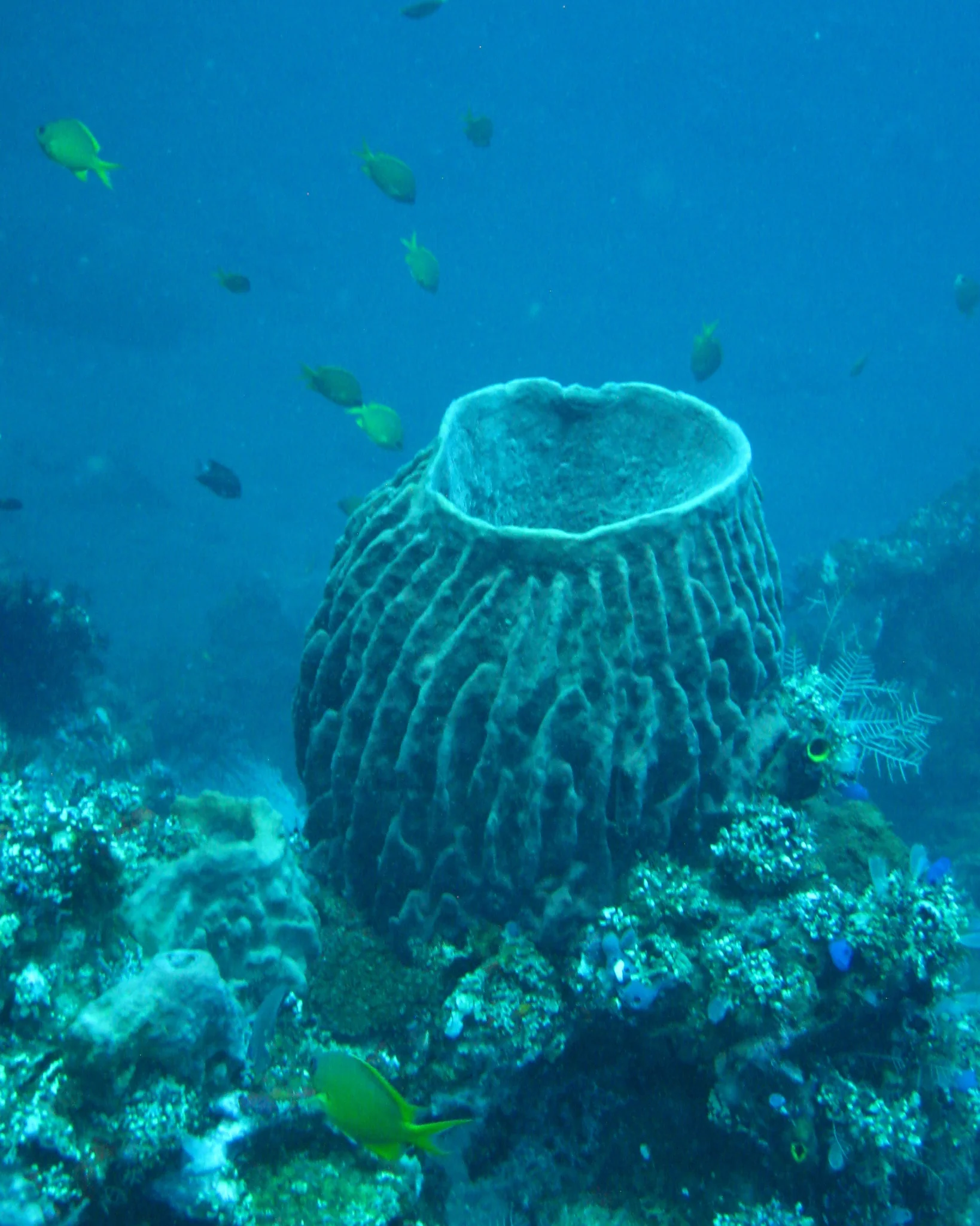 Bali  36307.jpg