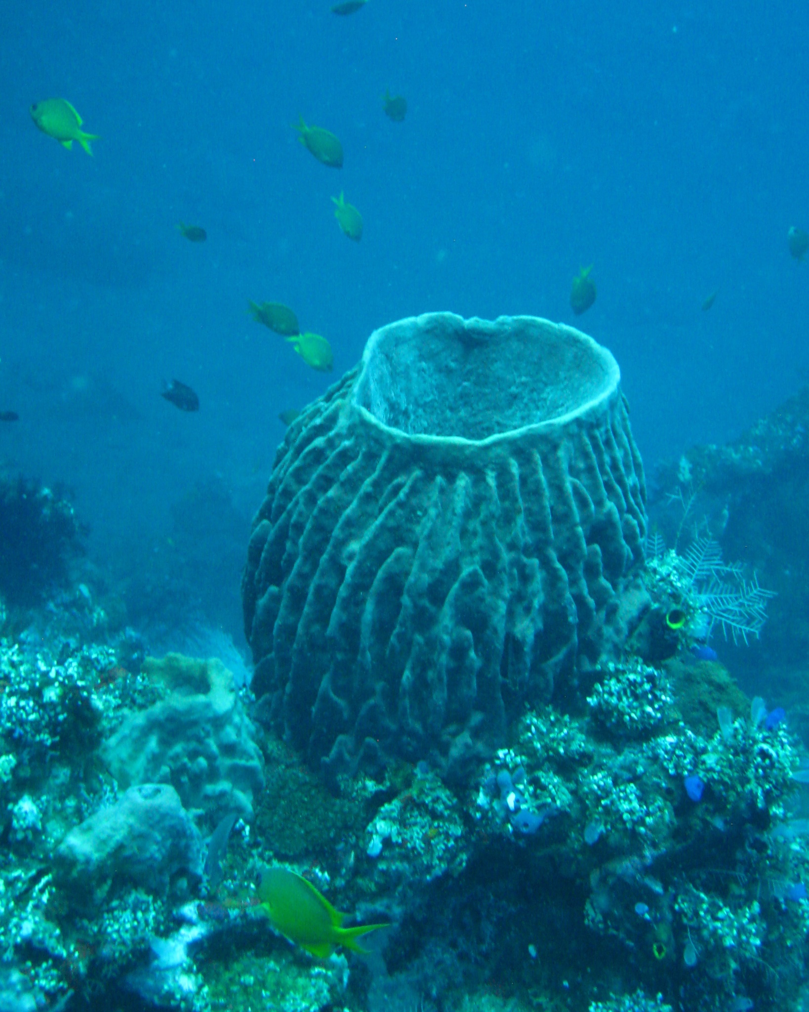 Bali 36307.jpg