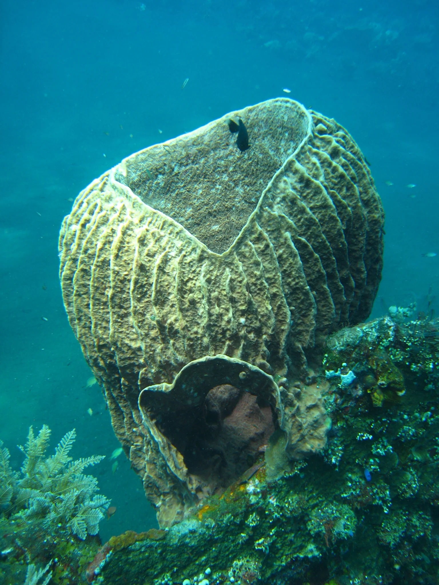 Bali  36312.jpg