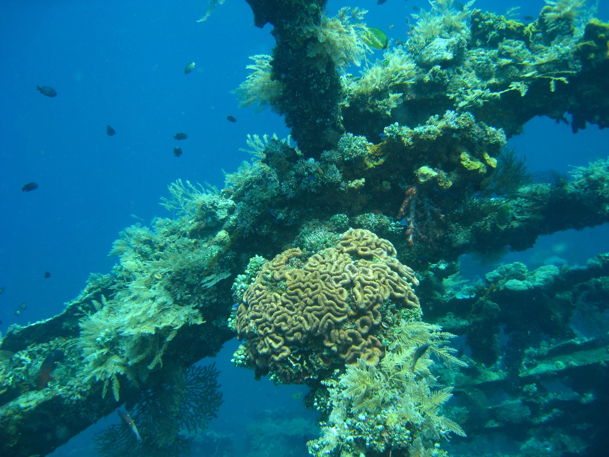 Bali  36318.jpg