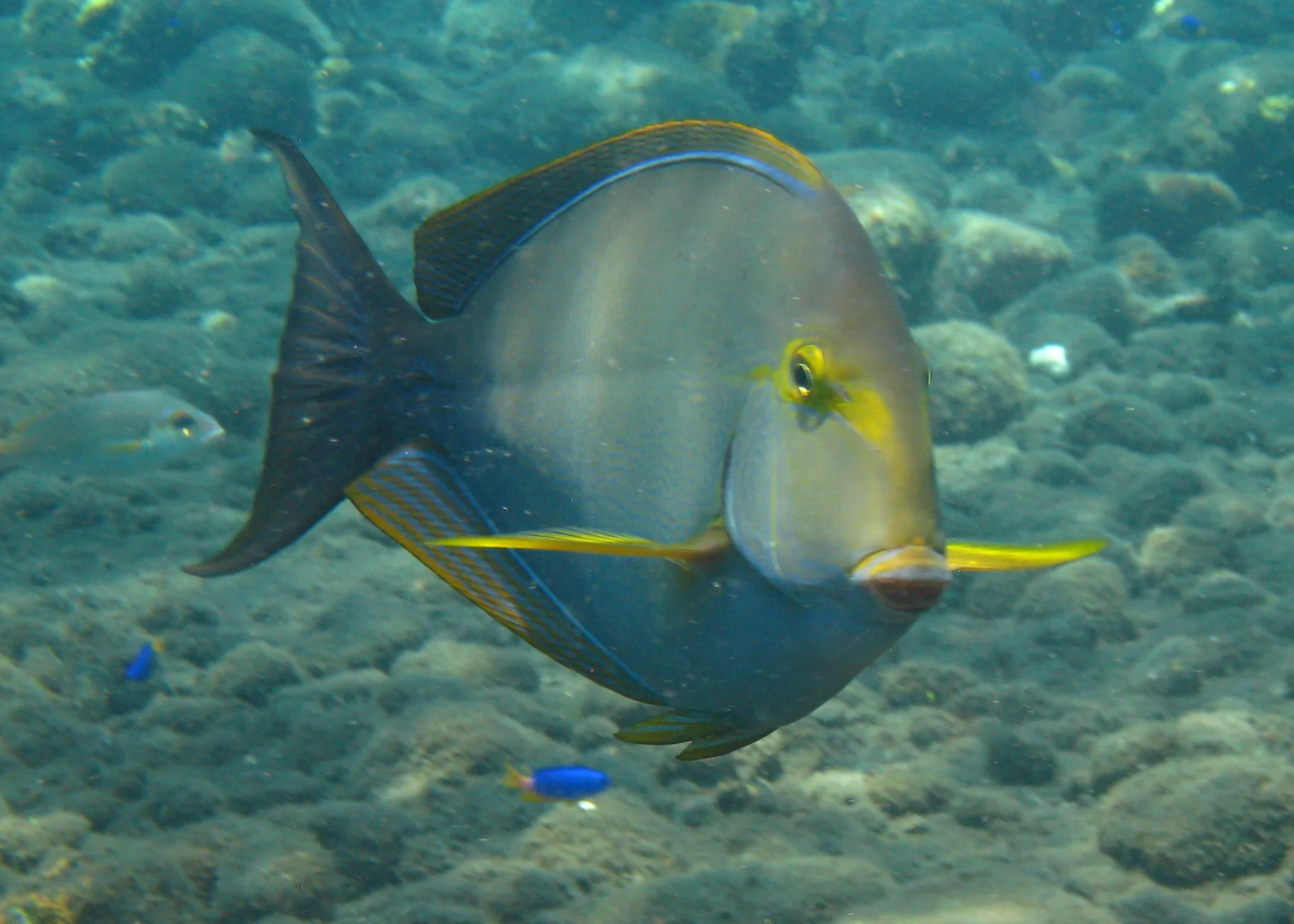 Bali  36322.jpg