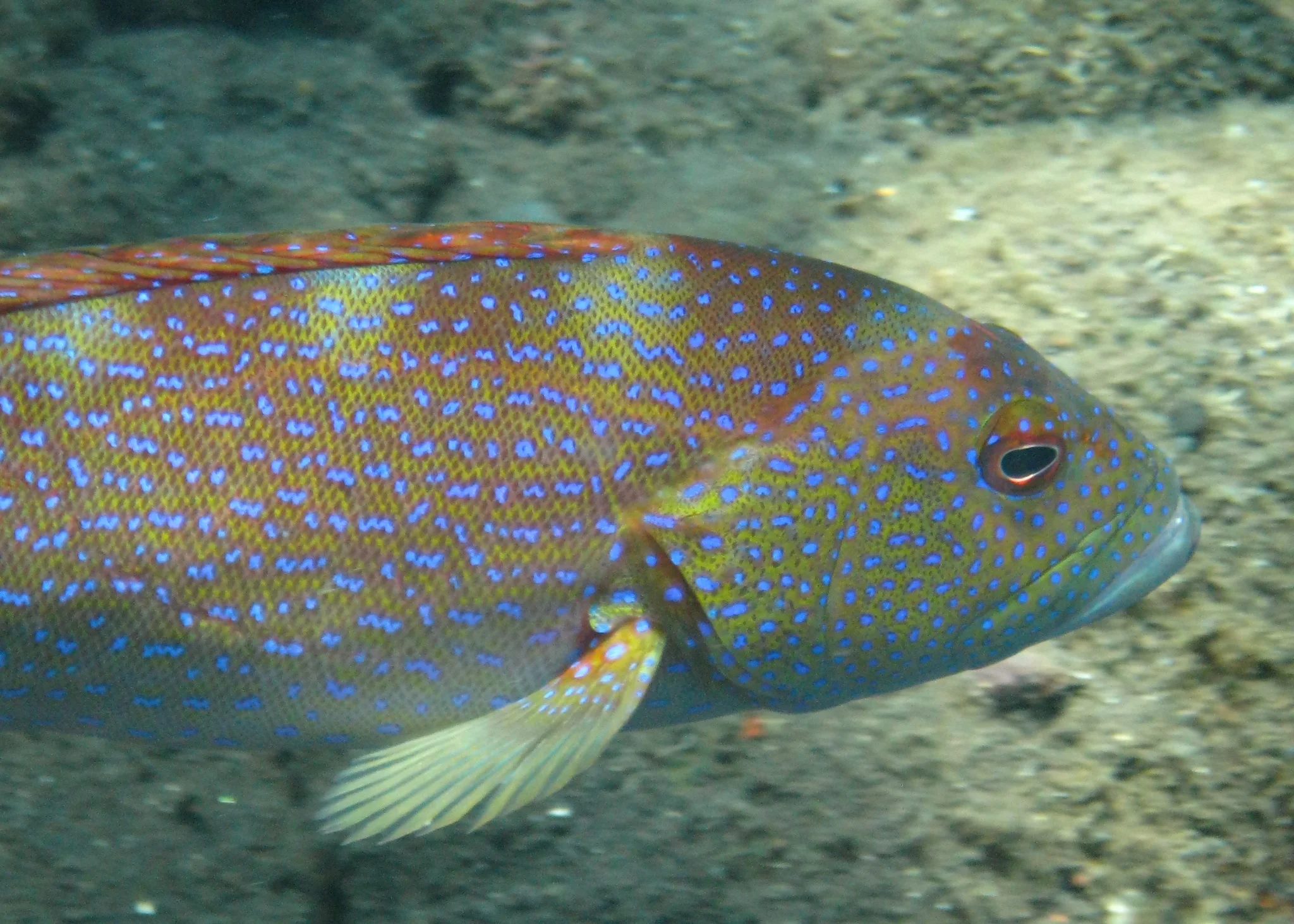 Bali  36323.jpg