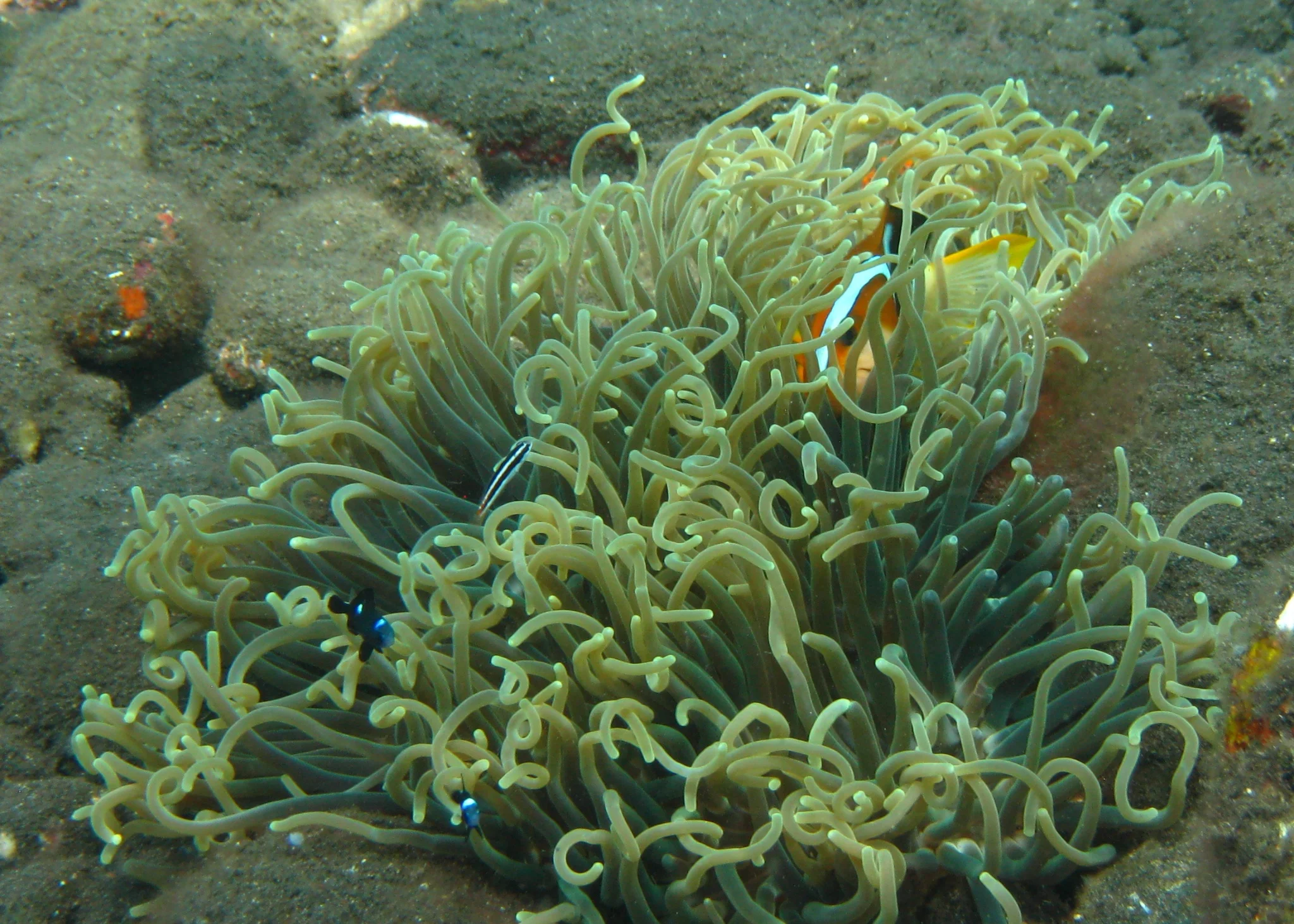 Bali  36325.jpg