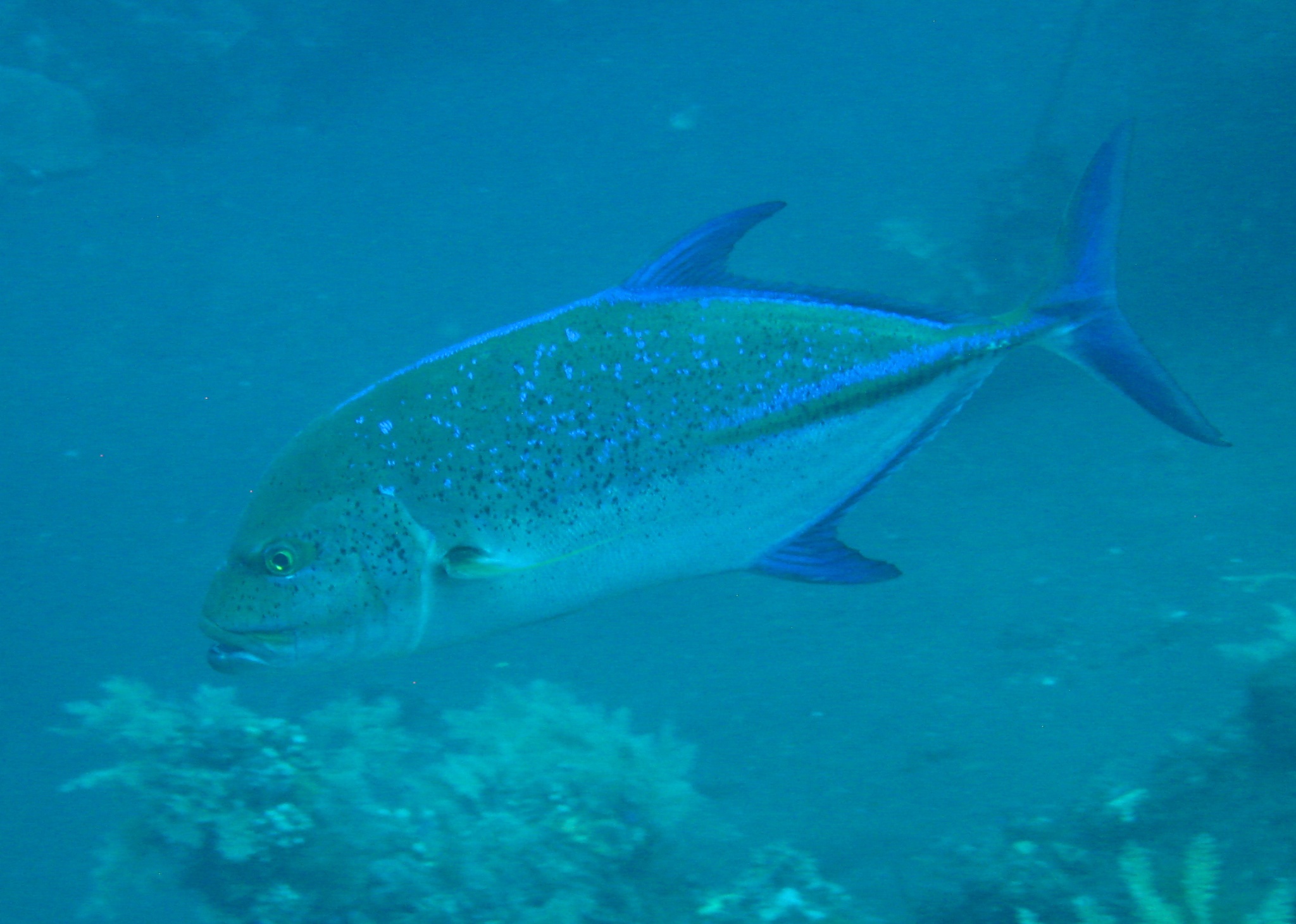 Bali  36328.jpg