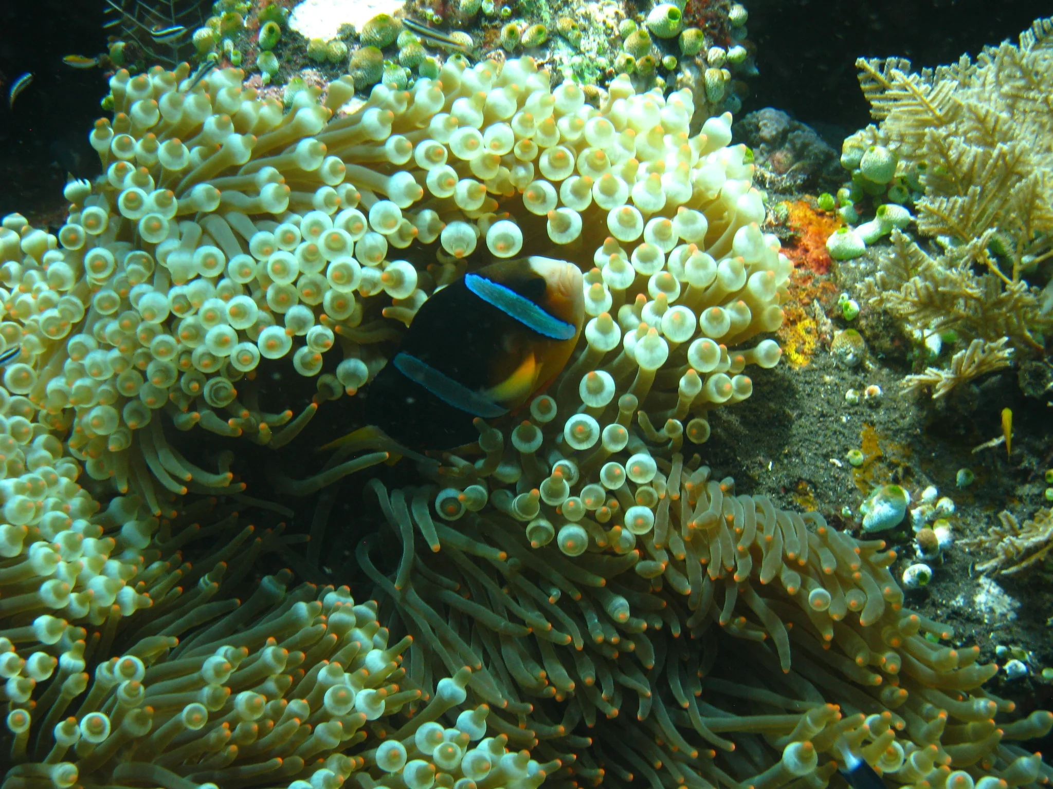 There were quite a few "Nemo's" in the shallow waters near shore, which made for fun safety stops.  Anemone&nbsp;