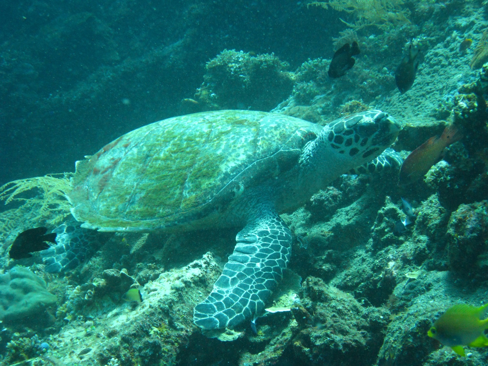 This green sea turtle was easily the highlight of the second dive on the wreck of the Liberty.