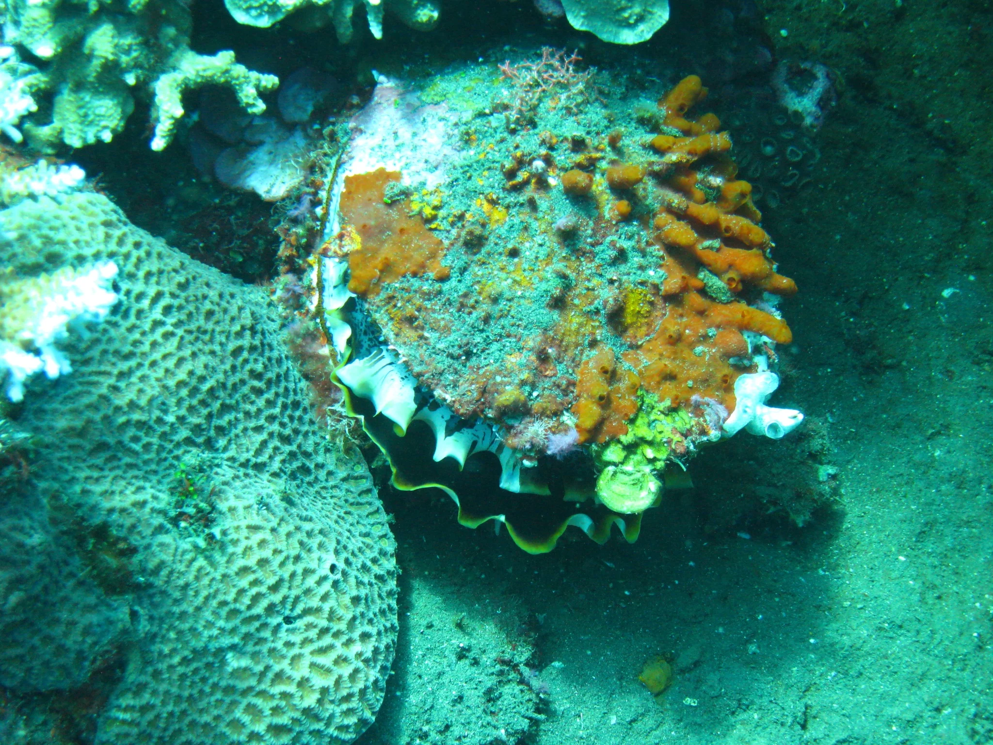 Bali  36333.jpg