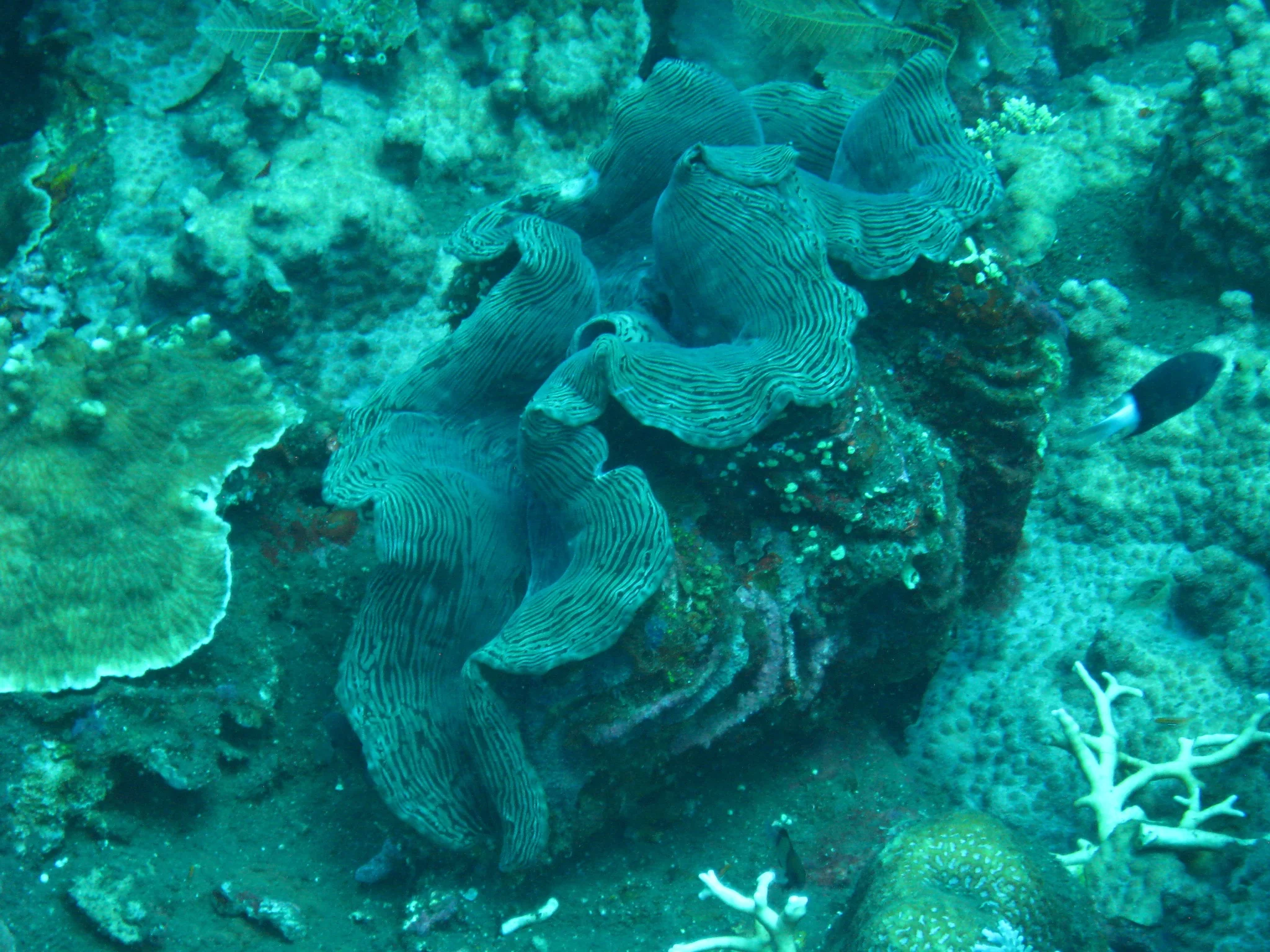 Bali  36335.jpg