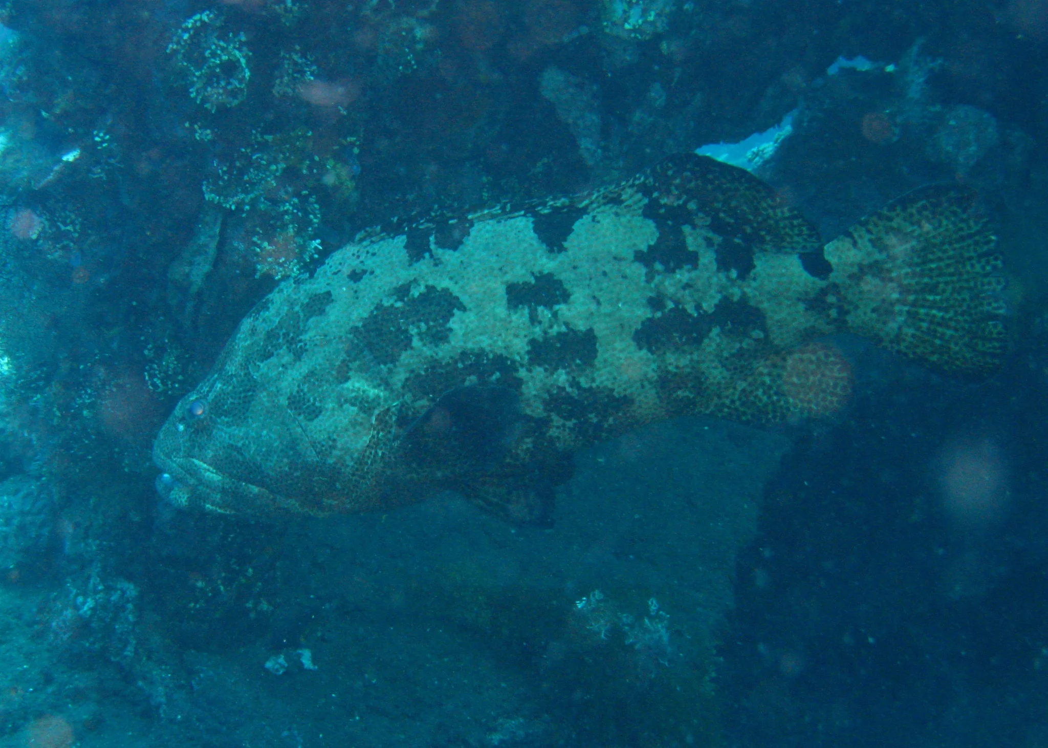 Bali  36338.jpg