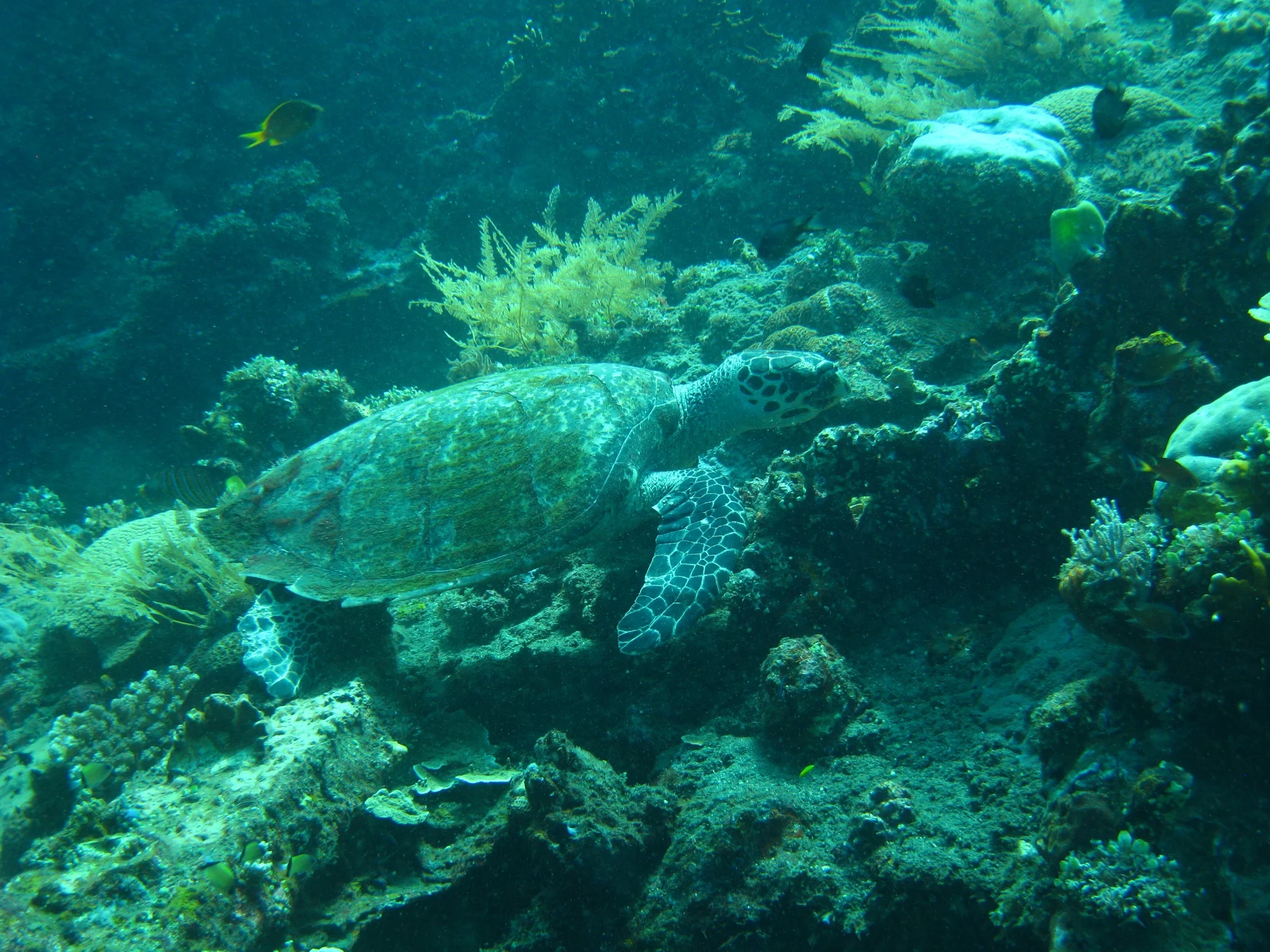 Bali  36342.jpg