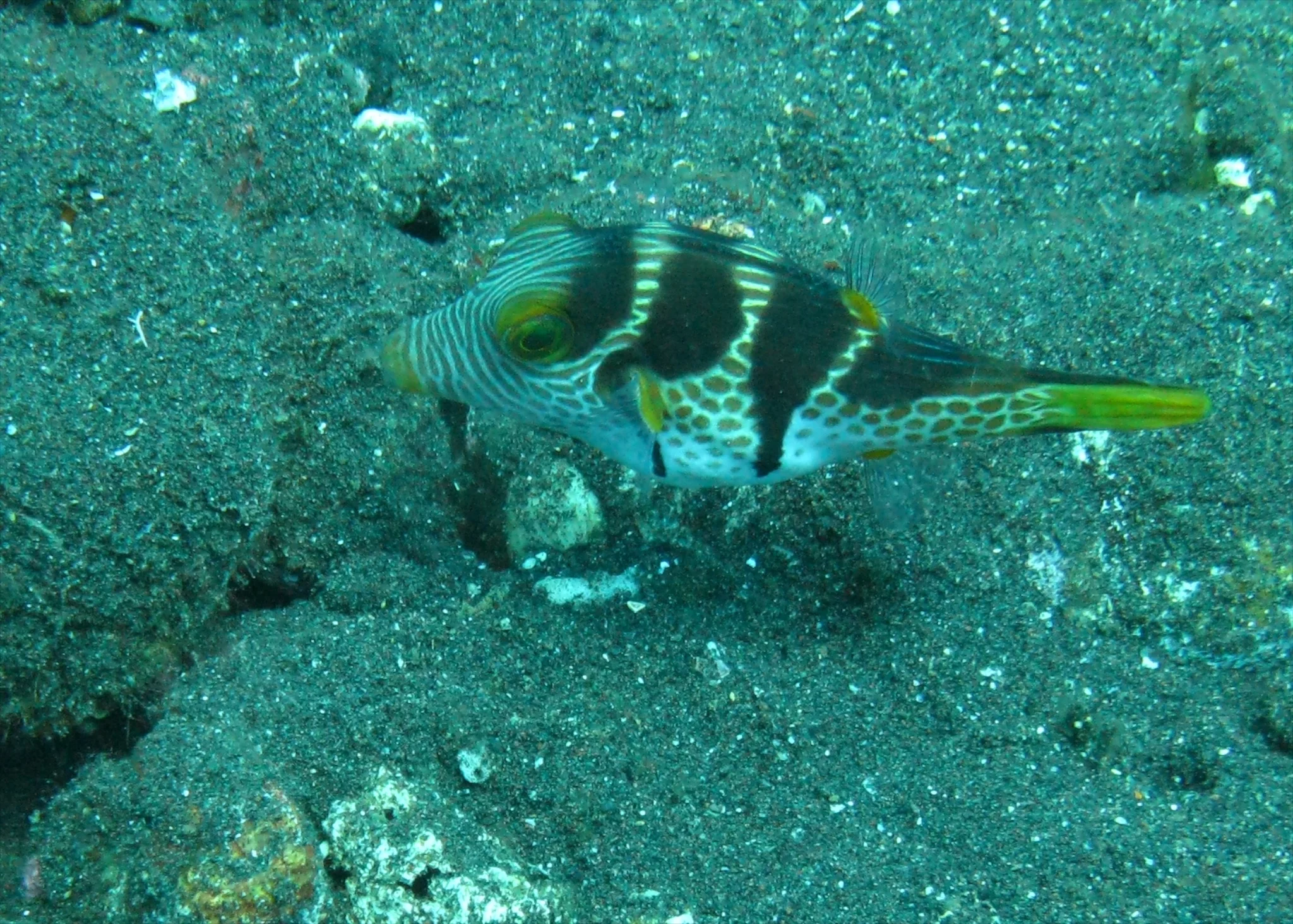 Bali  36343.jpg