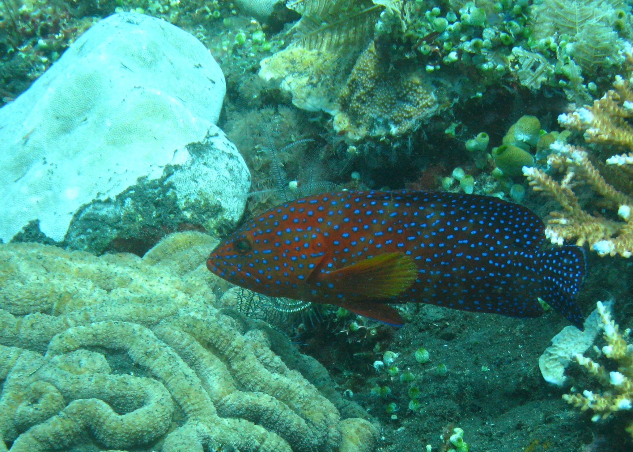 Bali  36344.jpg