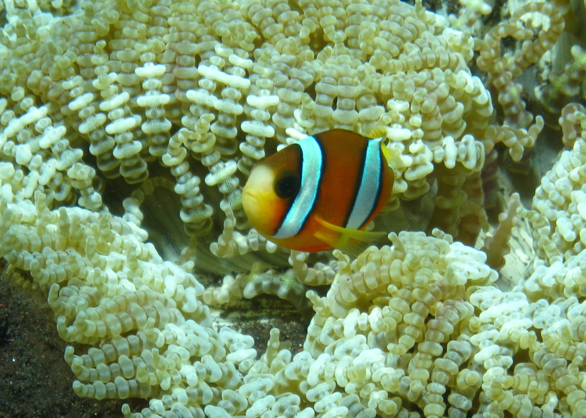Bali  36345.jpg