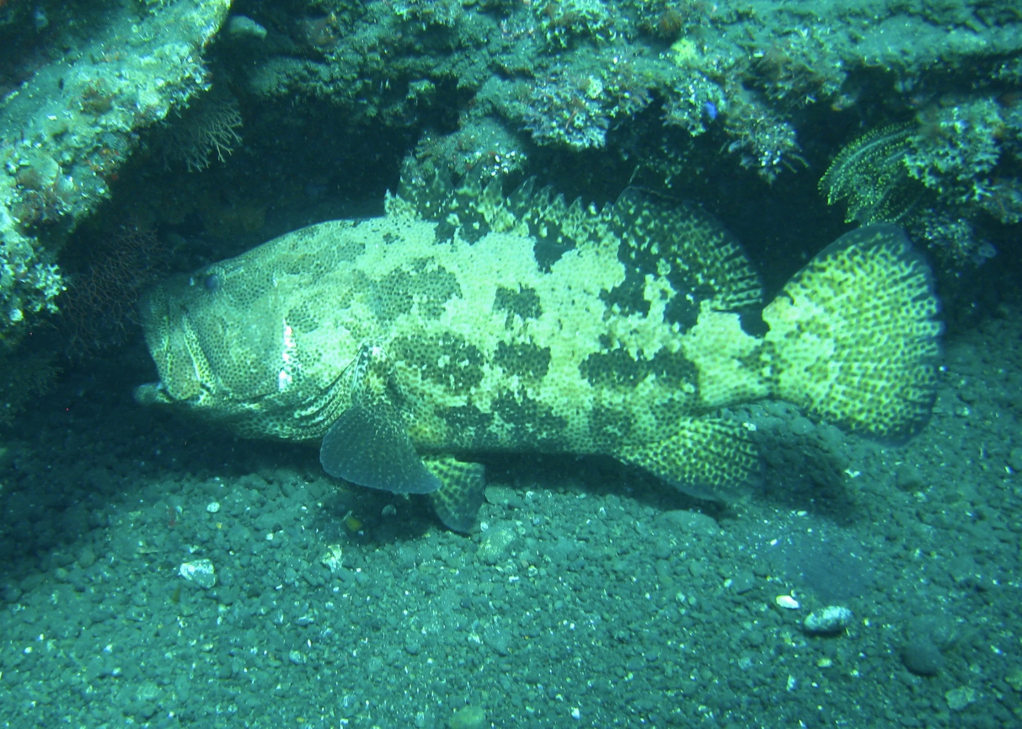 There were a few large grouper on the dive site, which is an encouraging site. This guy was probably a good three feet long - not huge but pretty old.