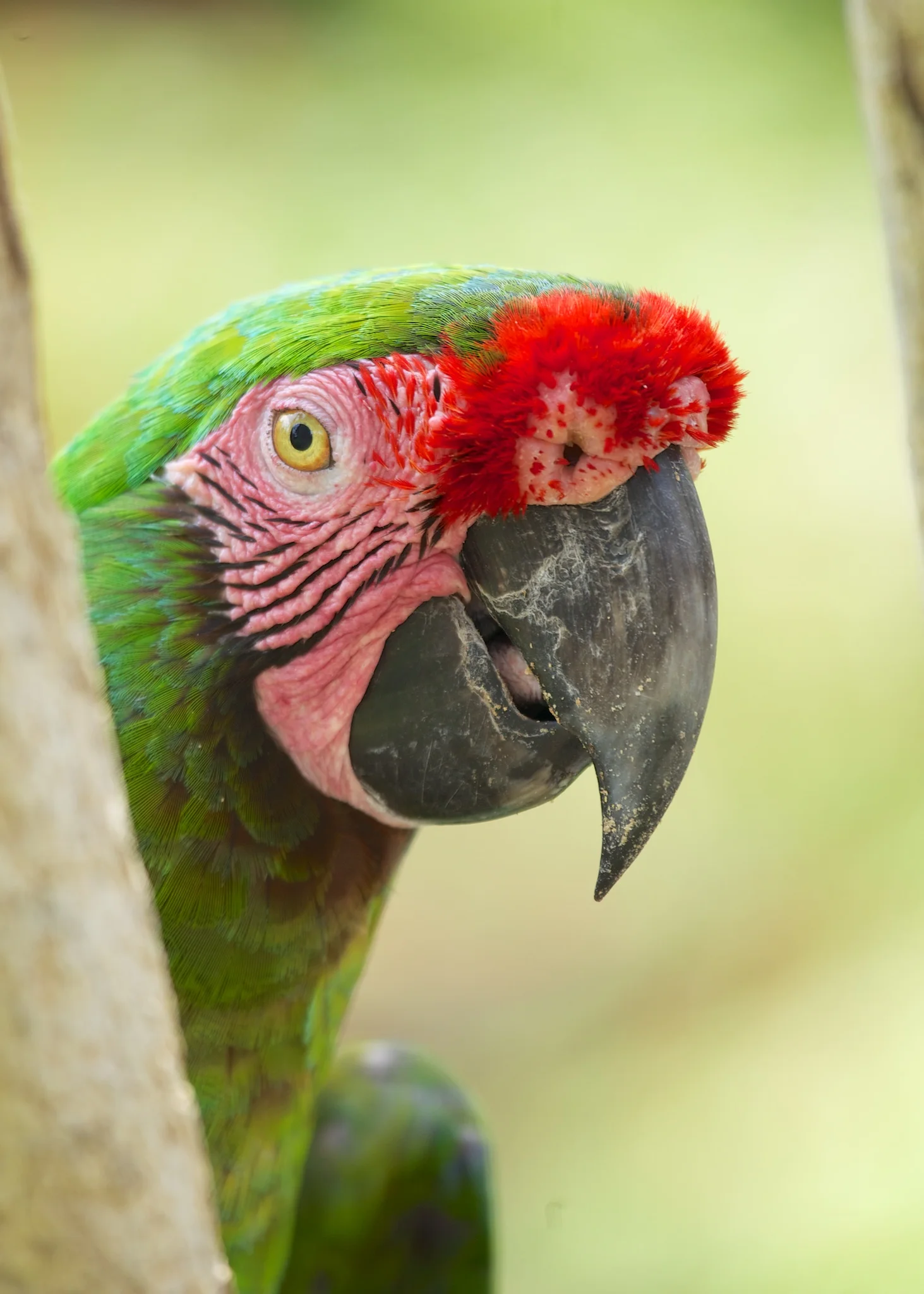 Bali Bird Park Green Parrot.jpg