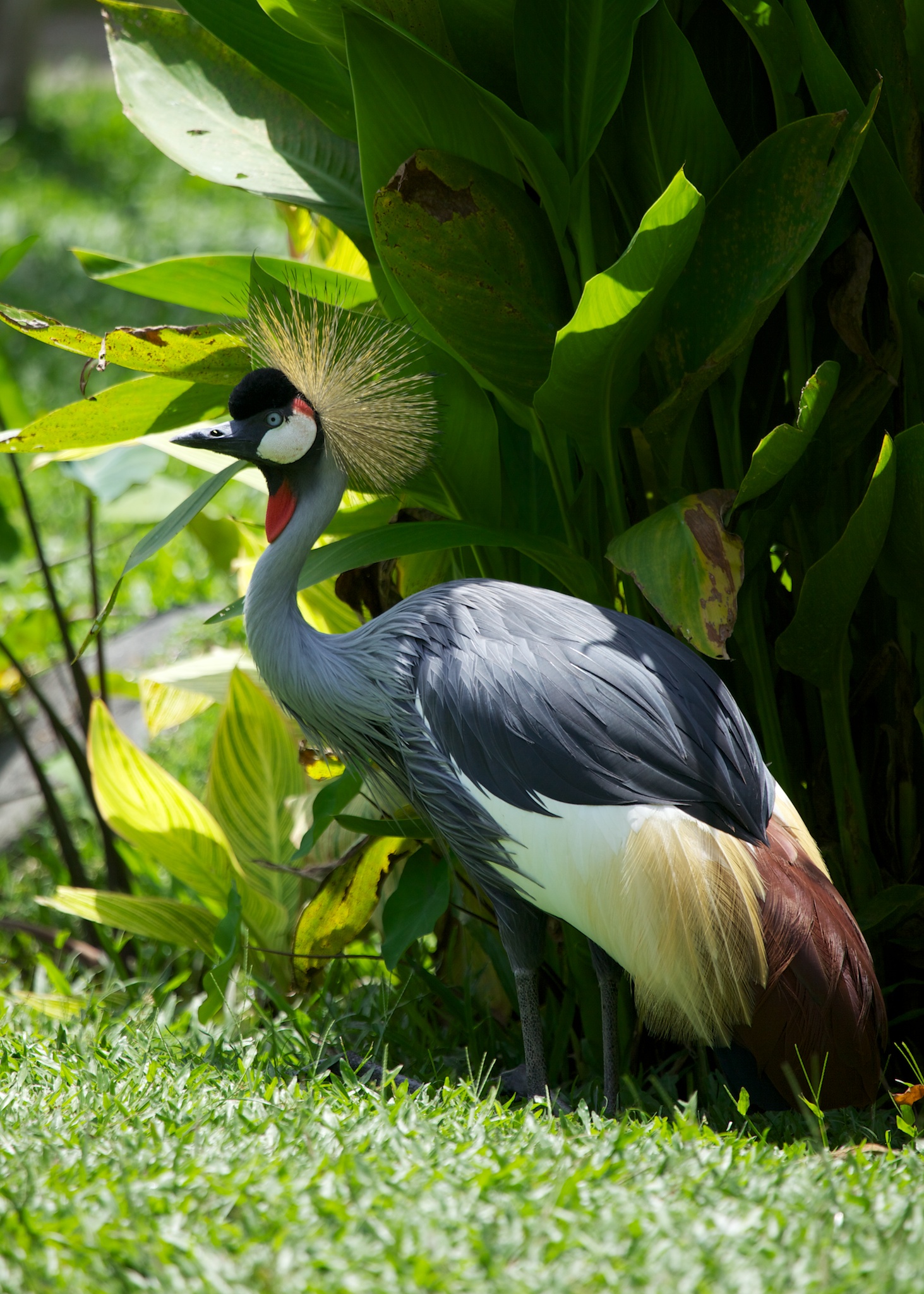 Bali 36366.jpg