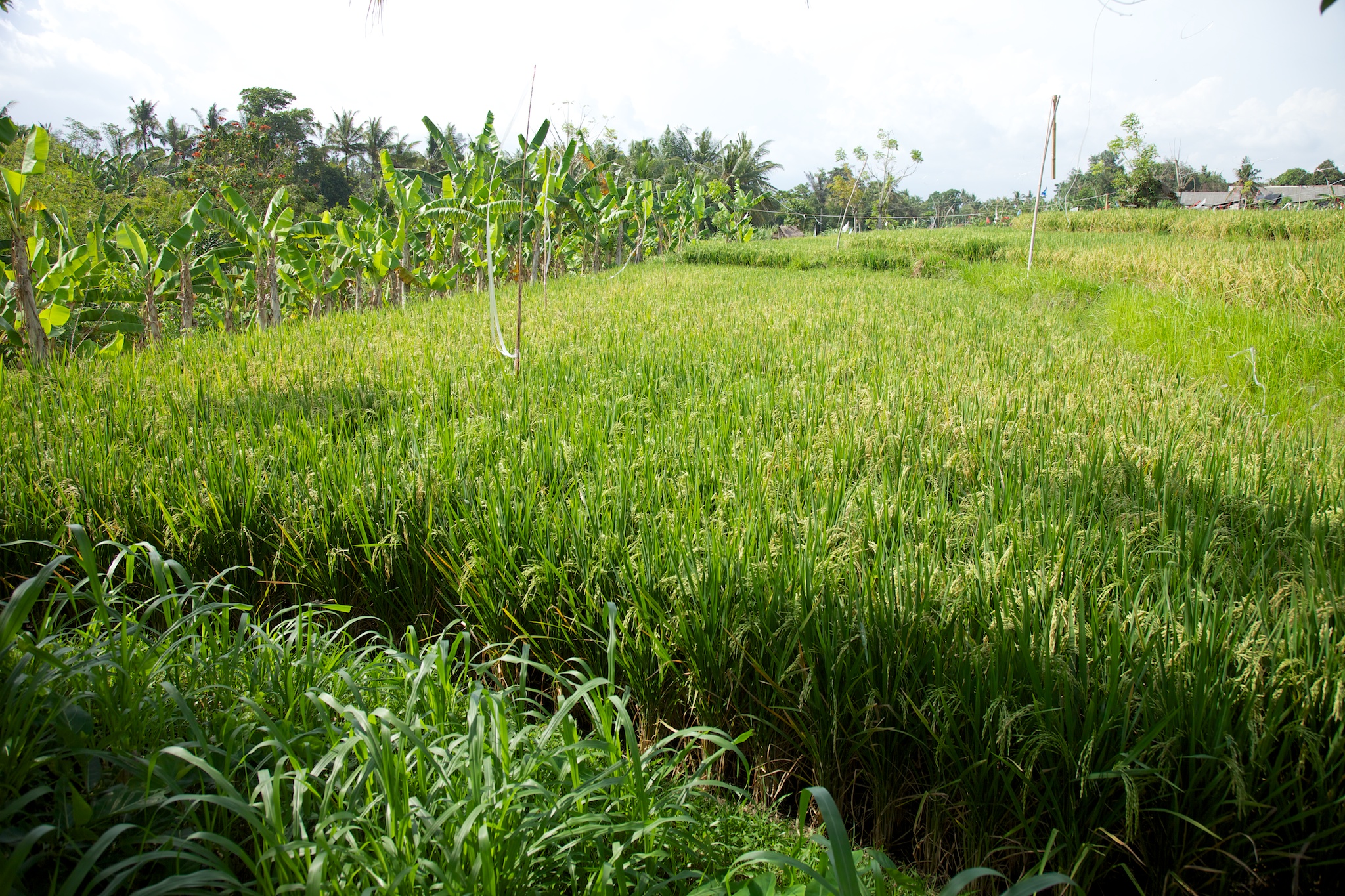 One of the most interesting things on this trip was seeing rice being grown. I've eaten a lot of it, but had no real idea what it looks like. Here is a rice paddy, with banana trees along the edges.