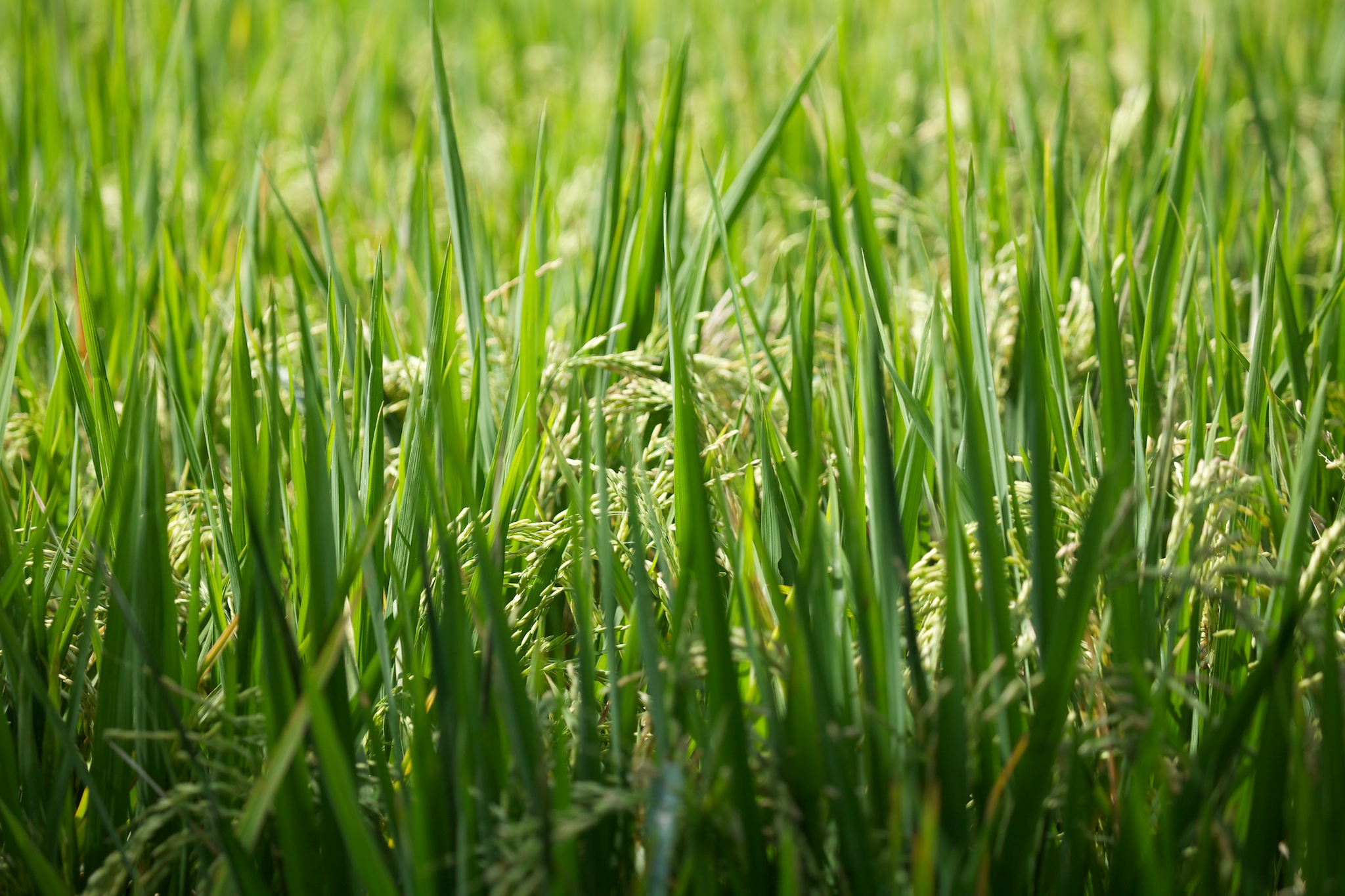 And this is the rice in the middle of the rice paddy.