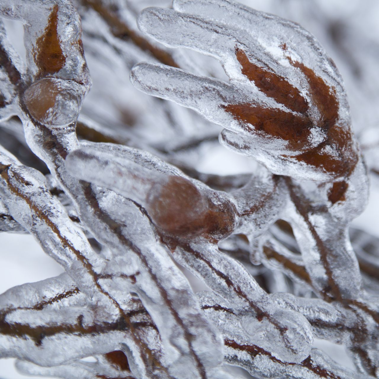 Leaves and branches both got completely covered in the ice.