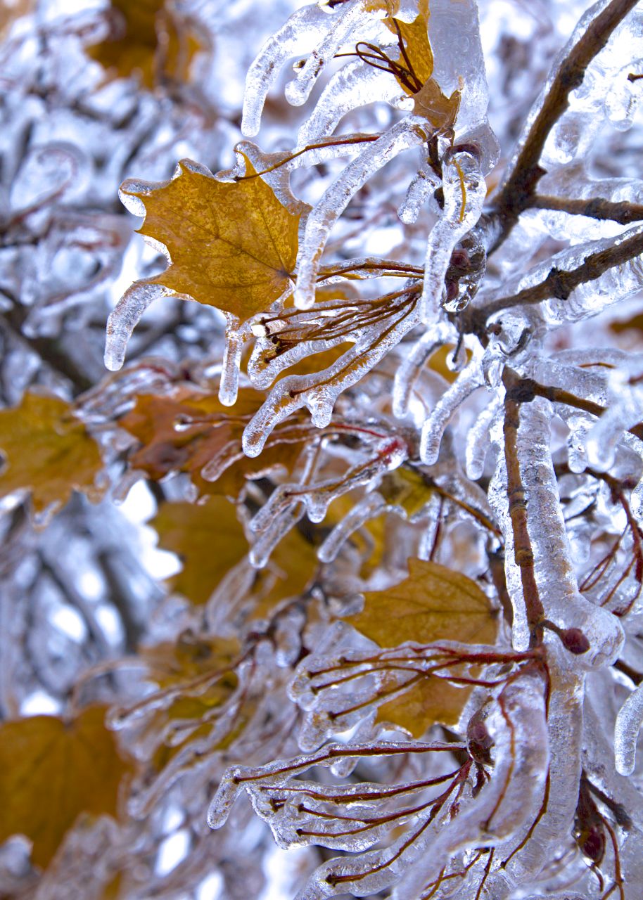 The maple leaves look amazing in the ice.