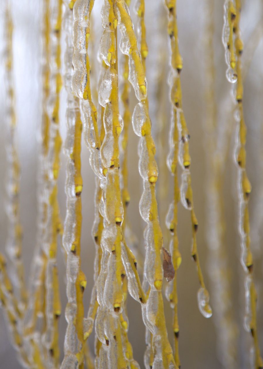 The branches on the willow tree look like they have beads of water running down them.