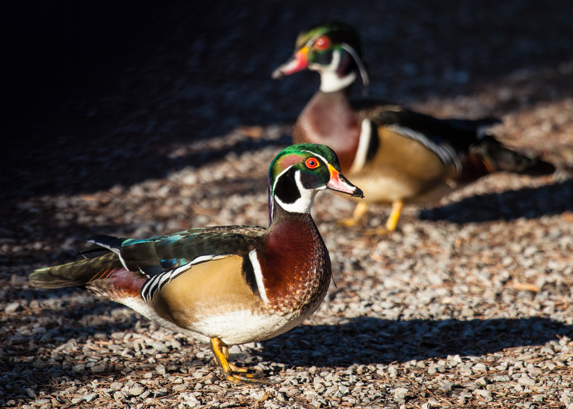 Wood Ducks