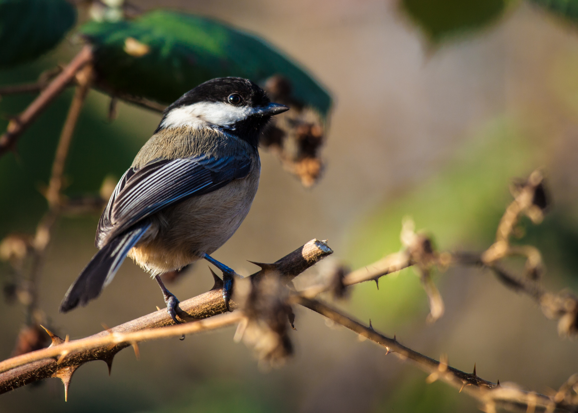 Chickadee