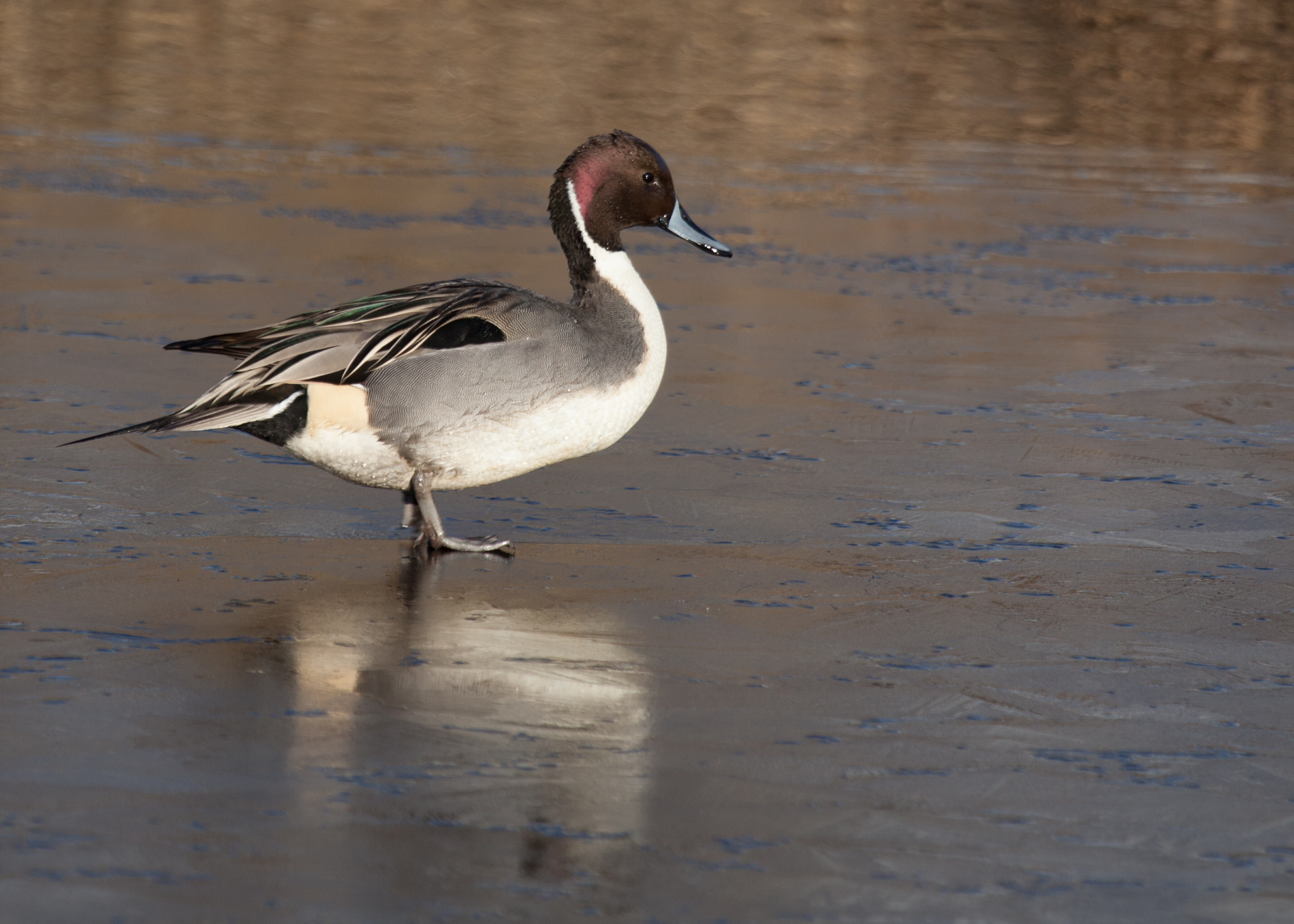 Northern Pintail on Ice