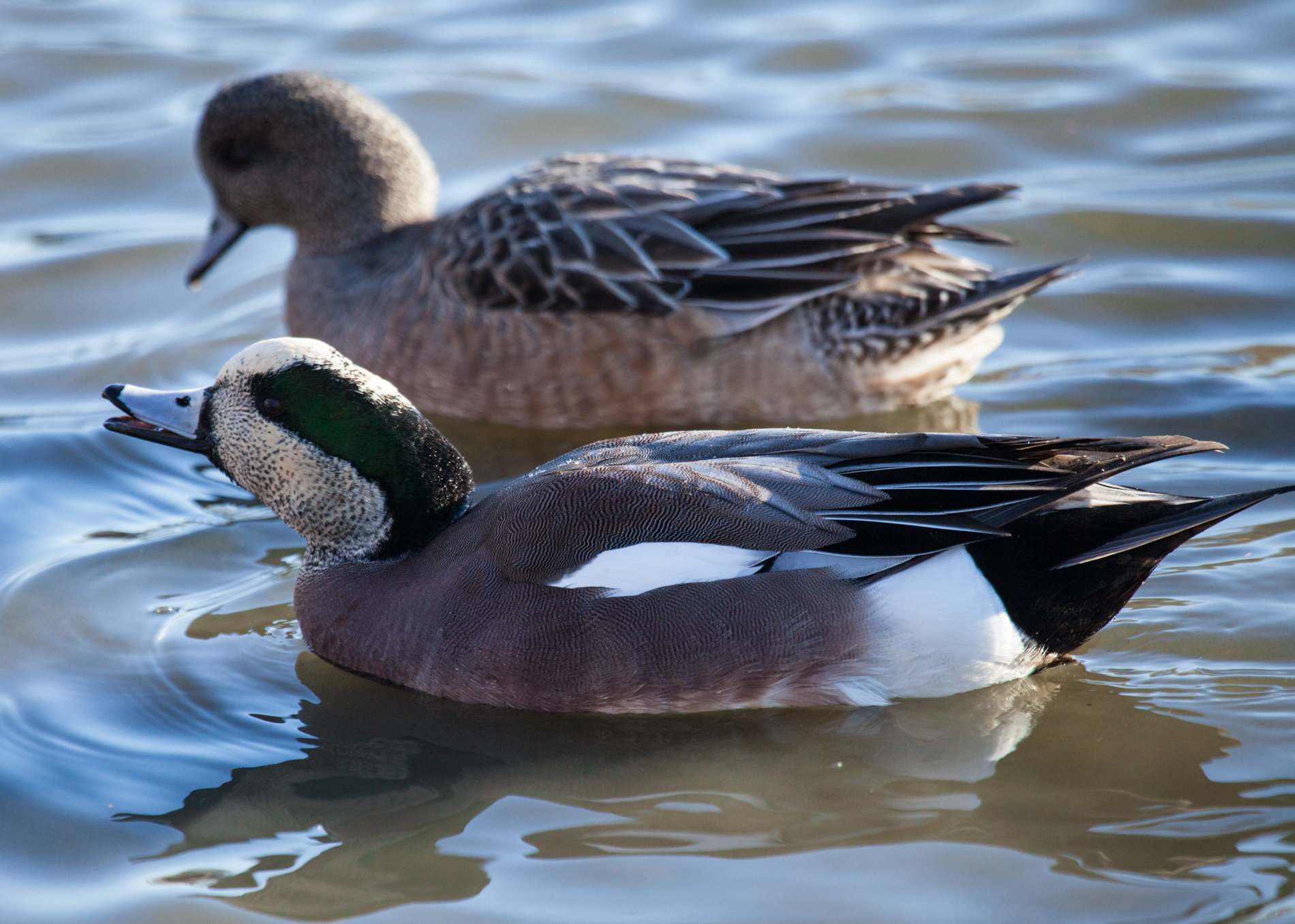 American Wigeon - Male and Female