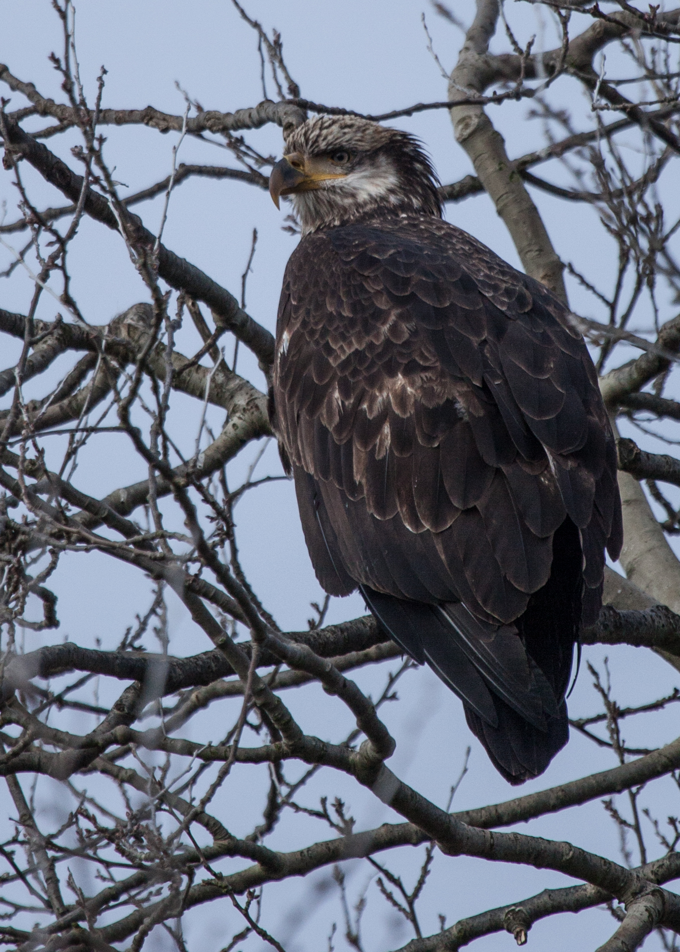 Juvenile Bald Eagle