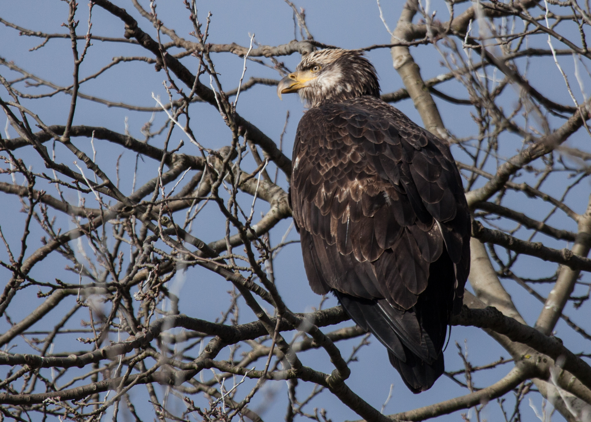 Juvenile Bald Eagle in a Tree