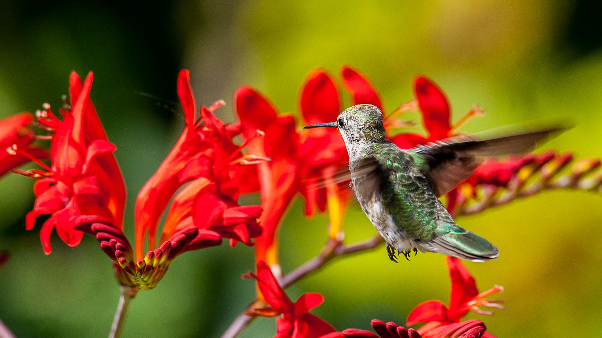 Hummingbirds-12.jpg