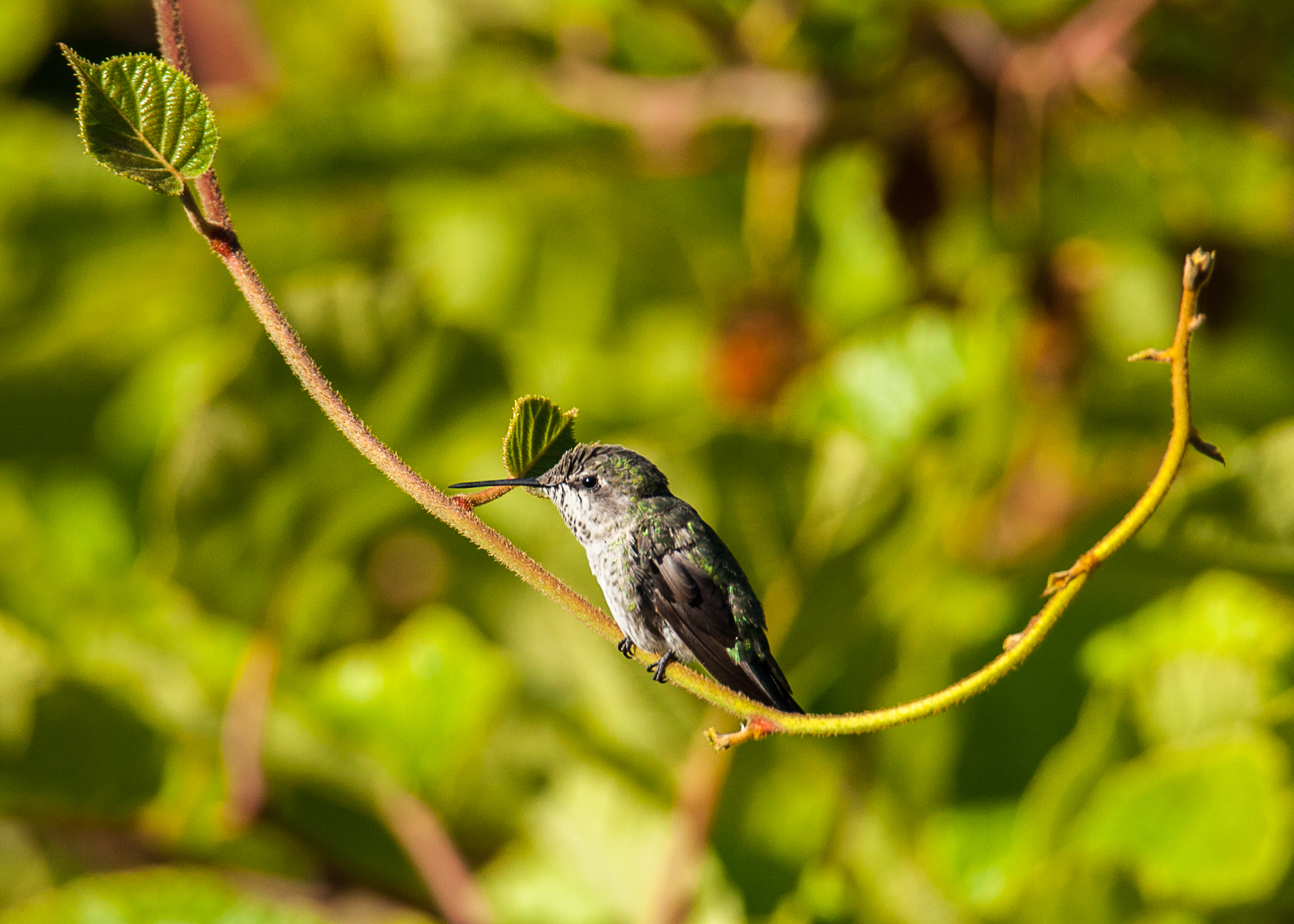 Hummingbirds-16.jpg