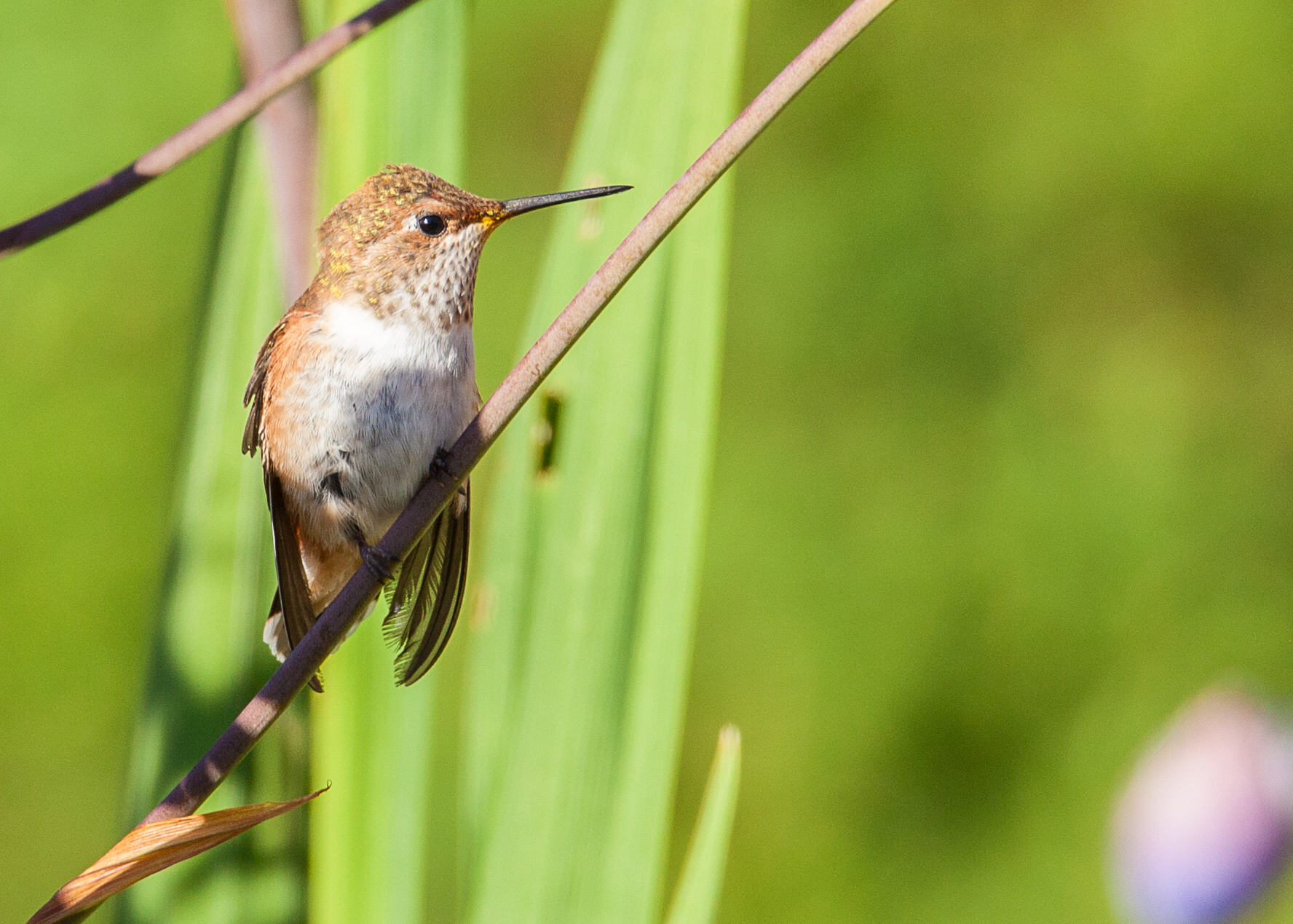 Hummingbirds-19.jpg