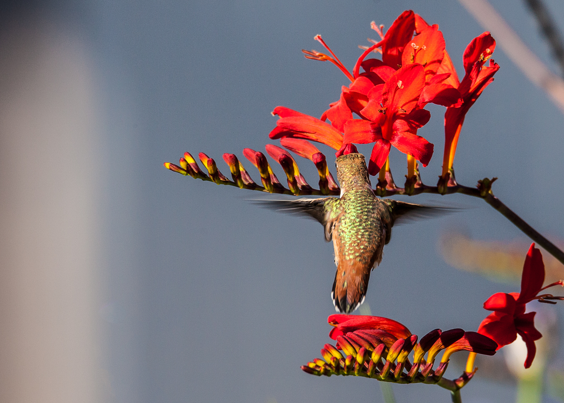 Hummingbirds-27.jpg