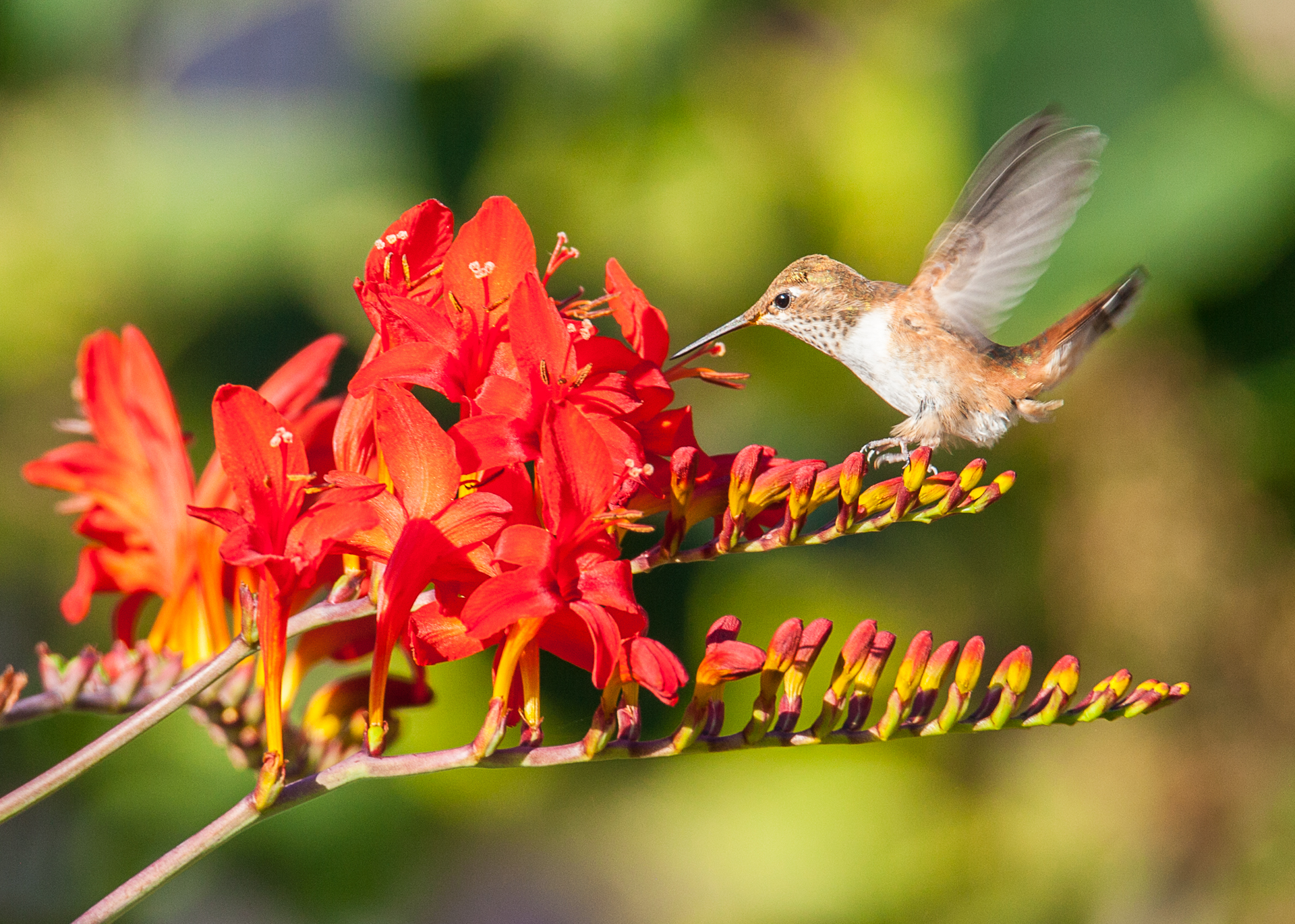 Hummingbirds-28.jpg