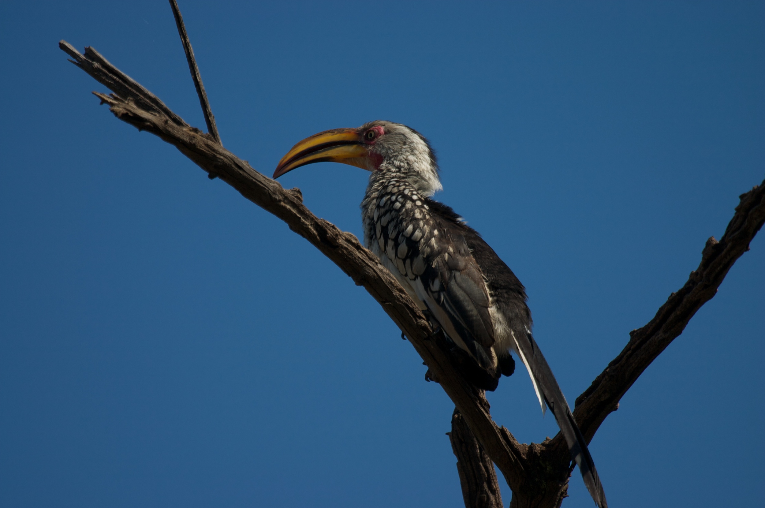 Pilanesberg022009++1869+39-661278191-O.jpg