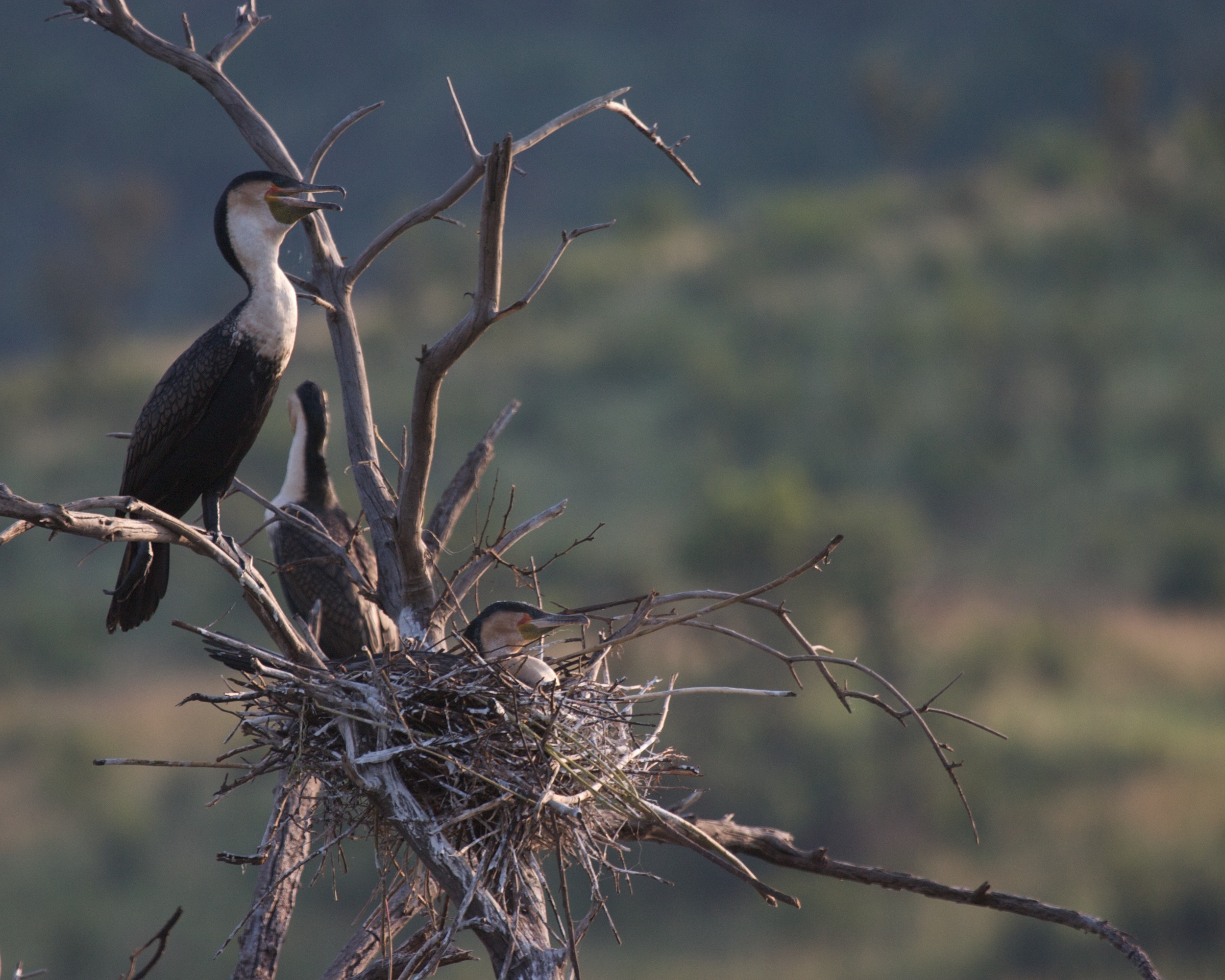 Pilanesberg022009++2125+35-661277300-O.jpg