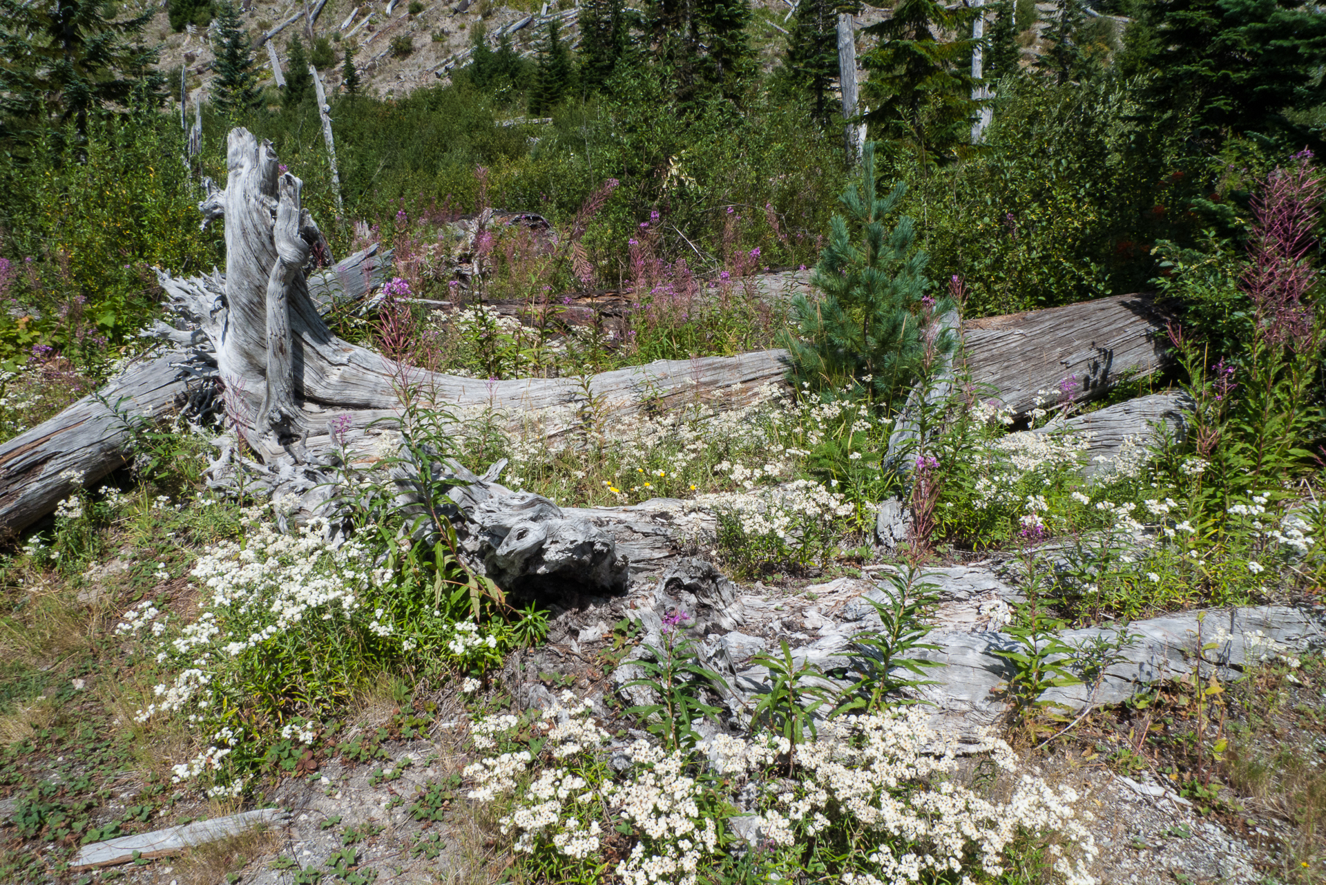 Mount St Helens-30.jpg